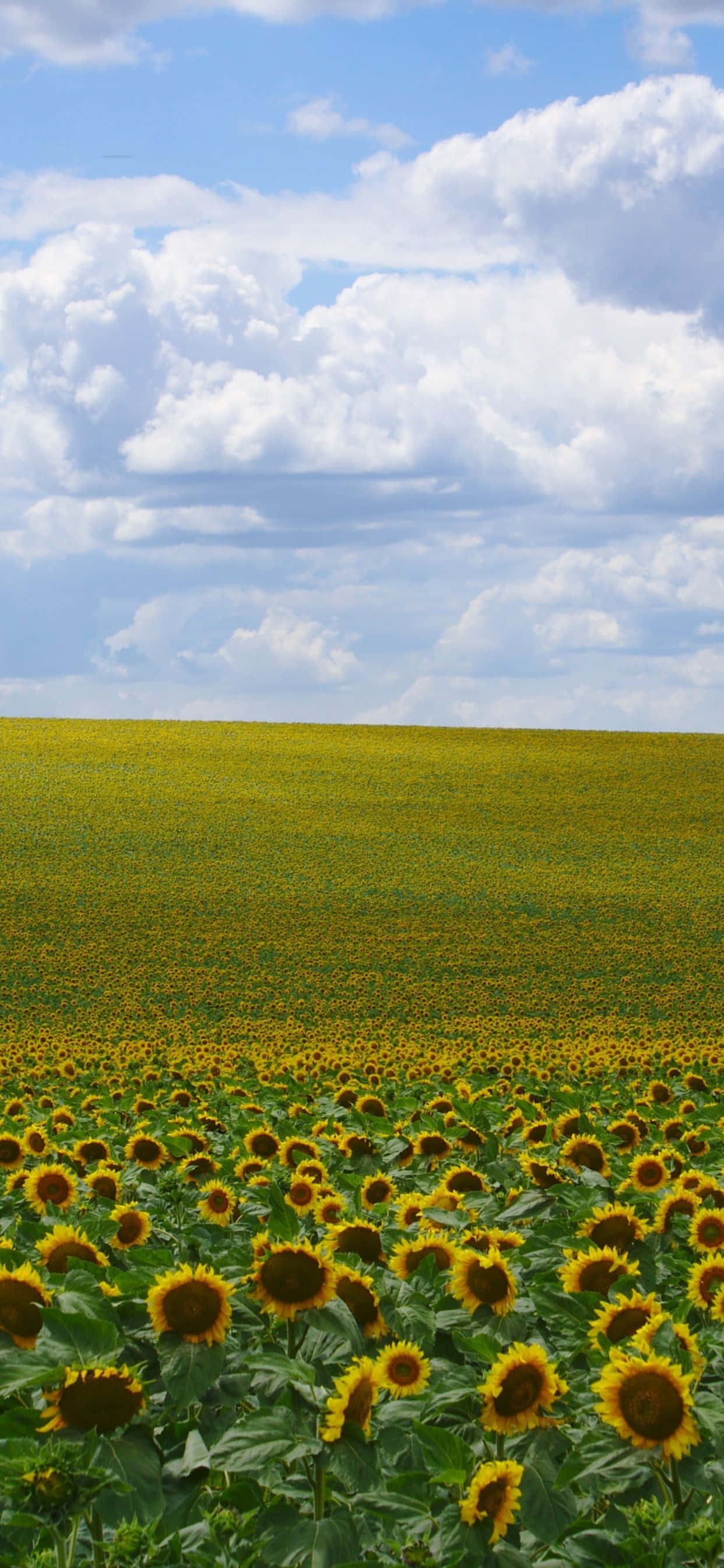 Shamba la Sunflower na rangi za vibran. Picha ya Ukuta