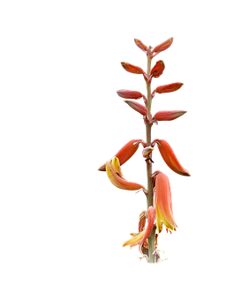Shina la Aloe Vera Linalochanua Picha ya Ukuta
