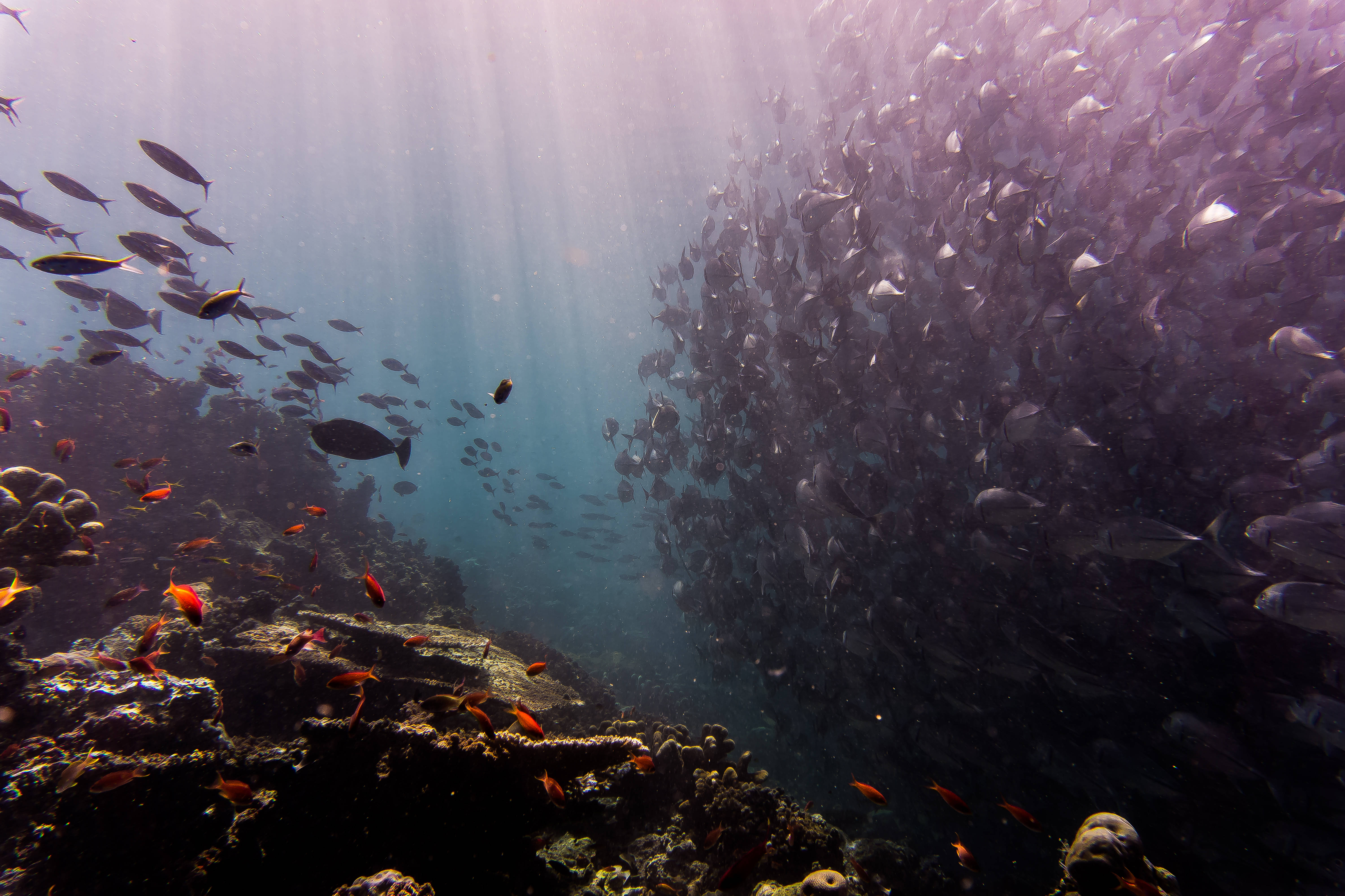 Shoal 4K Ultra HD Samaki Picha ya Ukuta