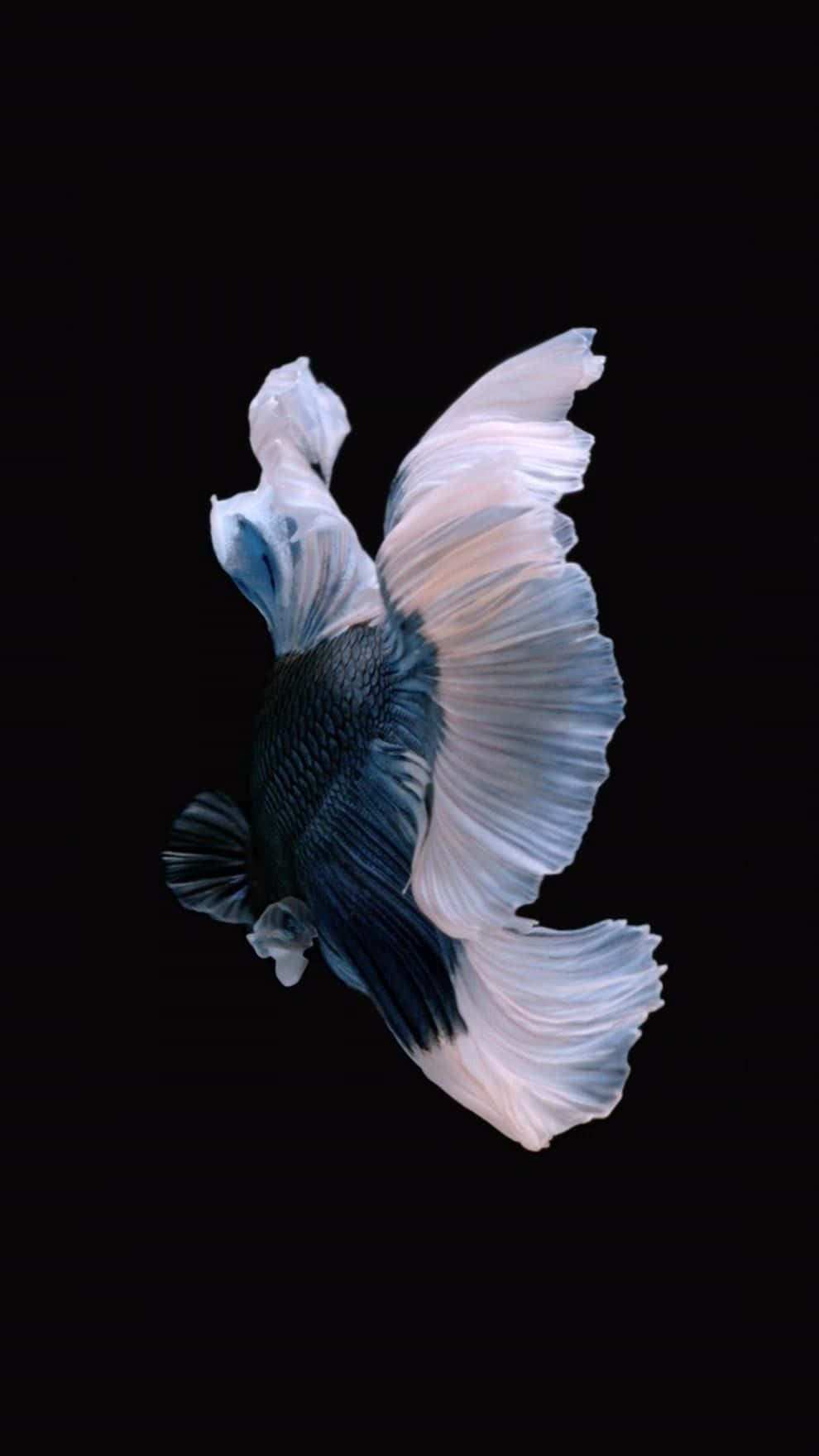 Siamese Fighting Fish iPhone 7 Plus Live Picha ya Ukuta