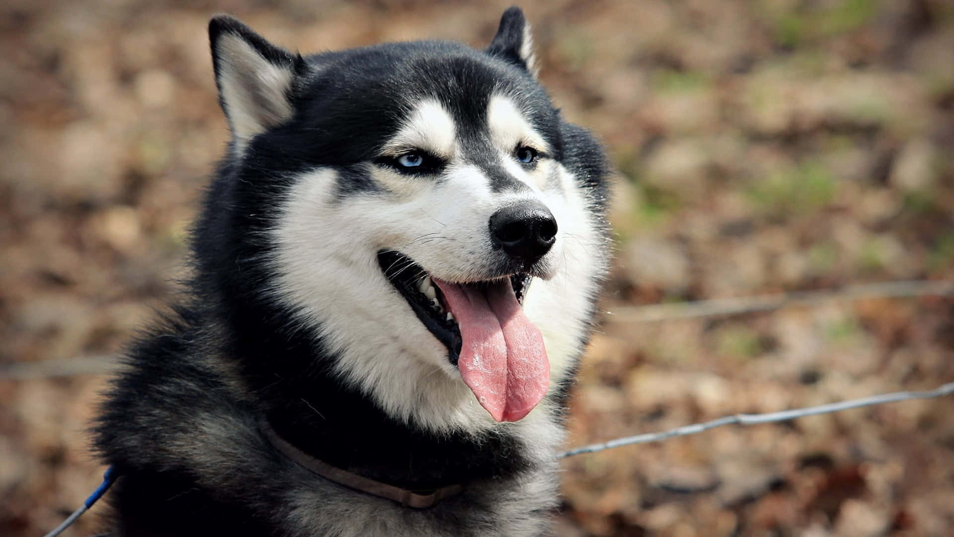 Siberian Husky Mzuri na Mwenye Manyoya Picha ya Ukuta
