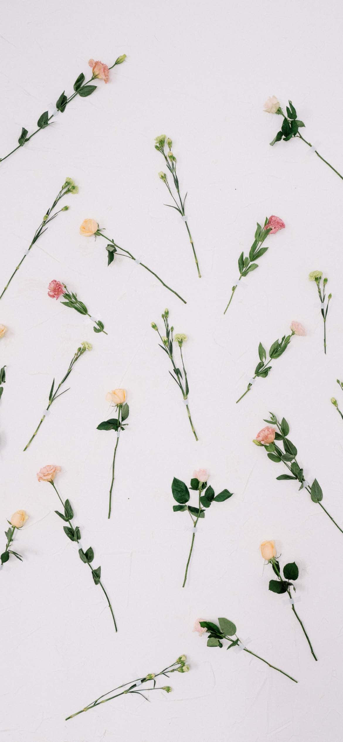 Aesthetic Valentine's Day Lovely Roses Picha ya Ukuta