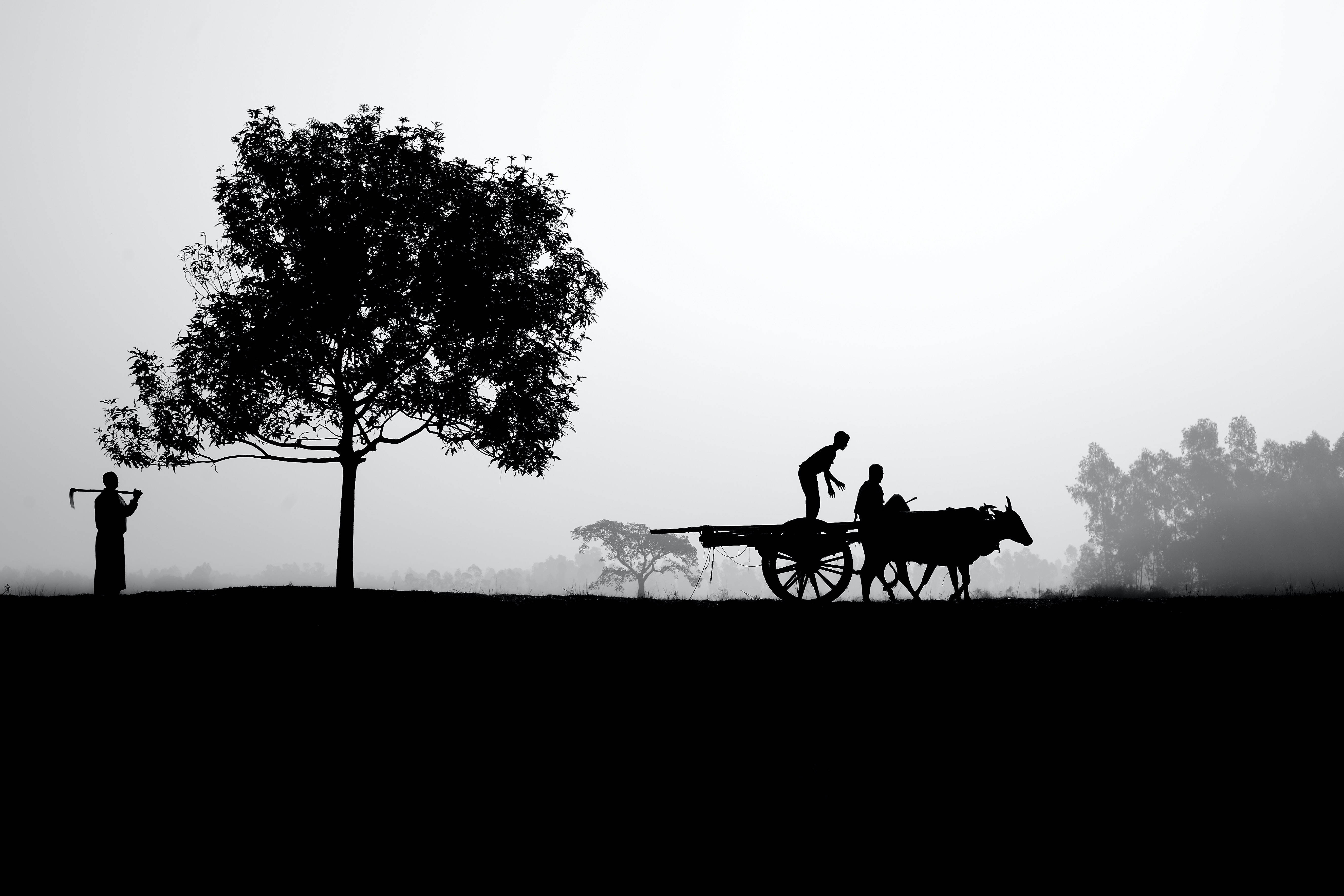Silhouette Farm Life Picha ya Ukuta