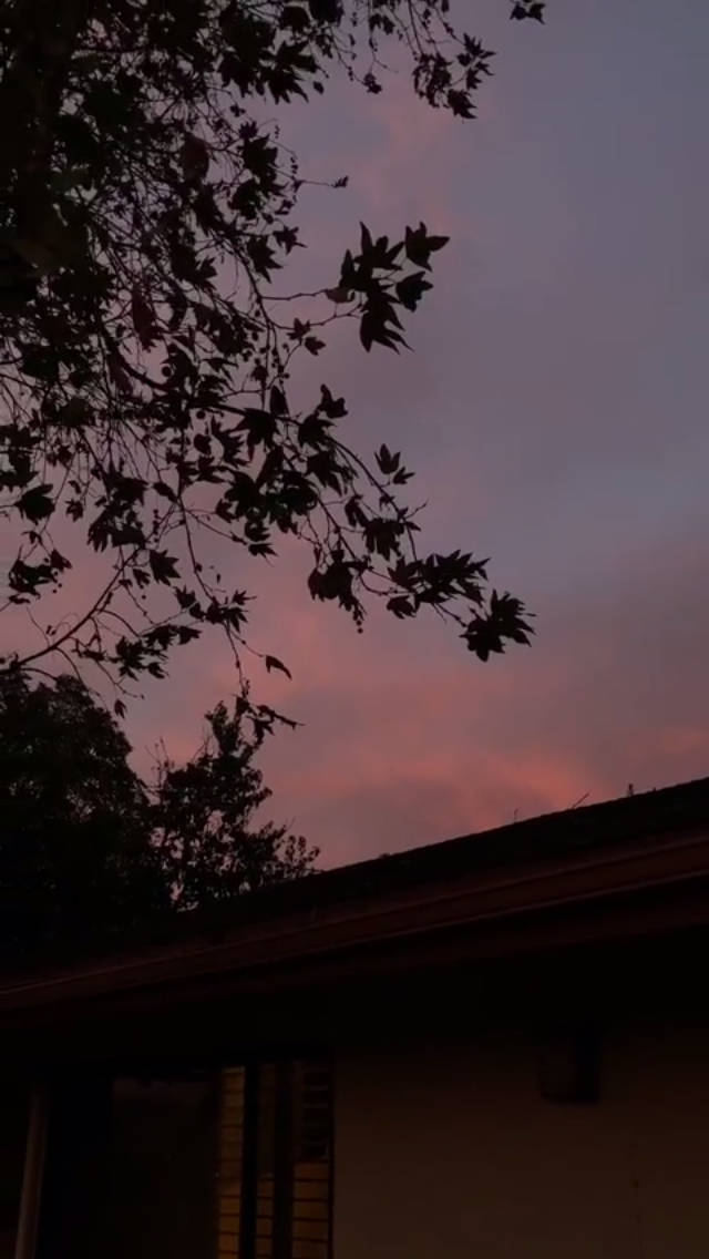 Silhouette ya Mti Mrembo wa Kupendeza Picha ya Ukuta