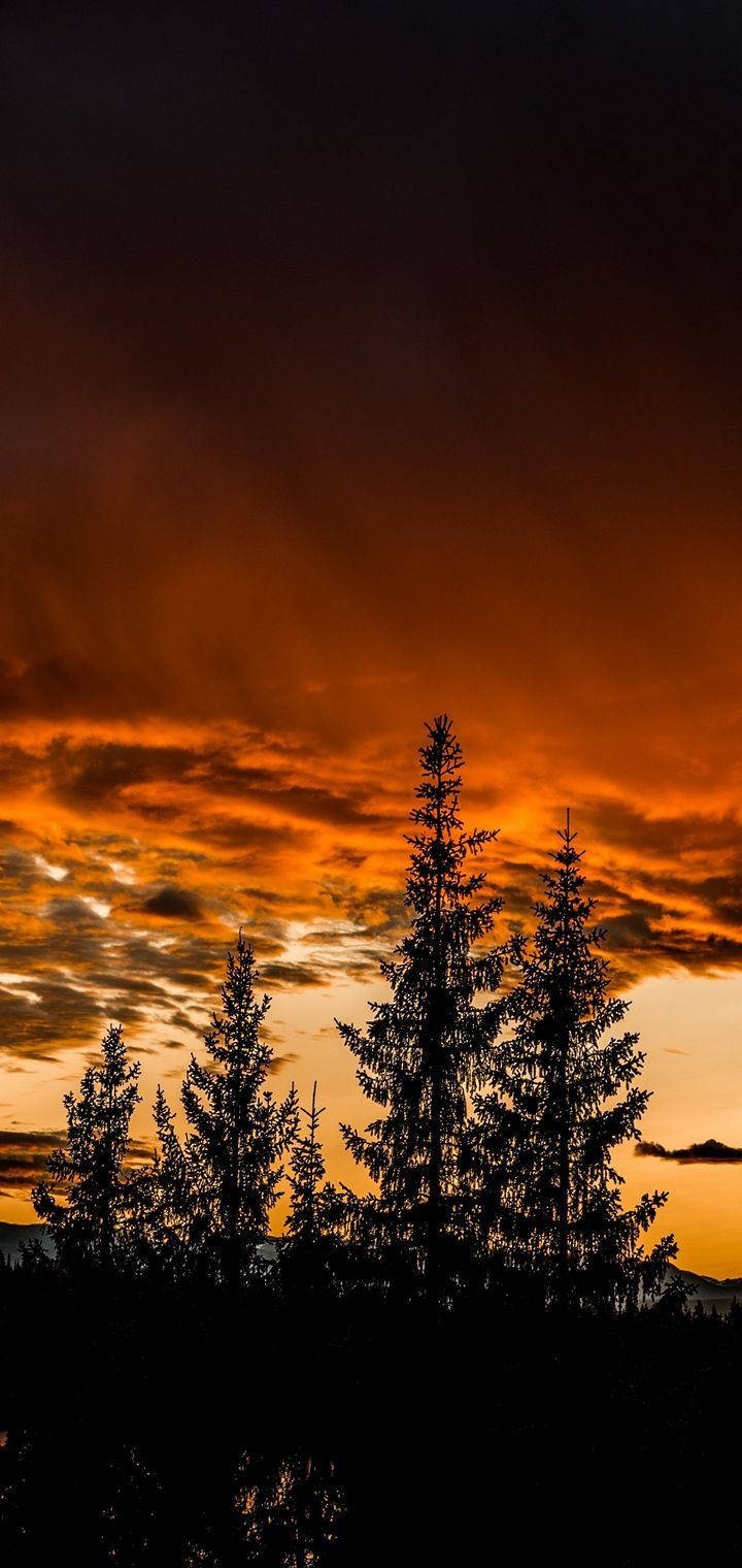 Silhouette ya Realme ya Msitu Picha ya Ukuta