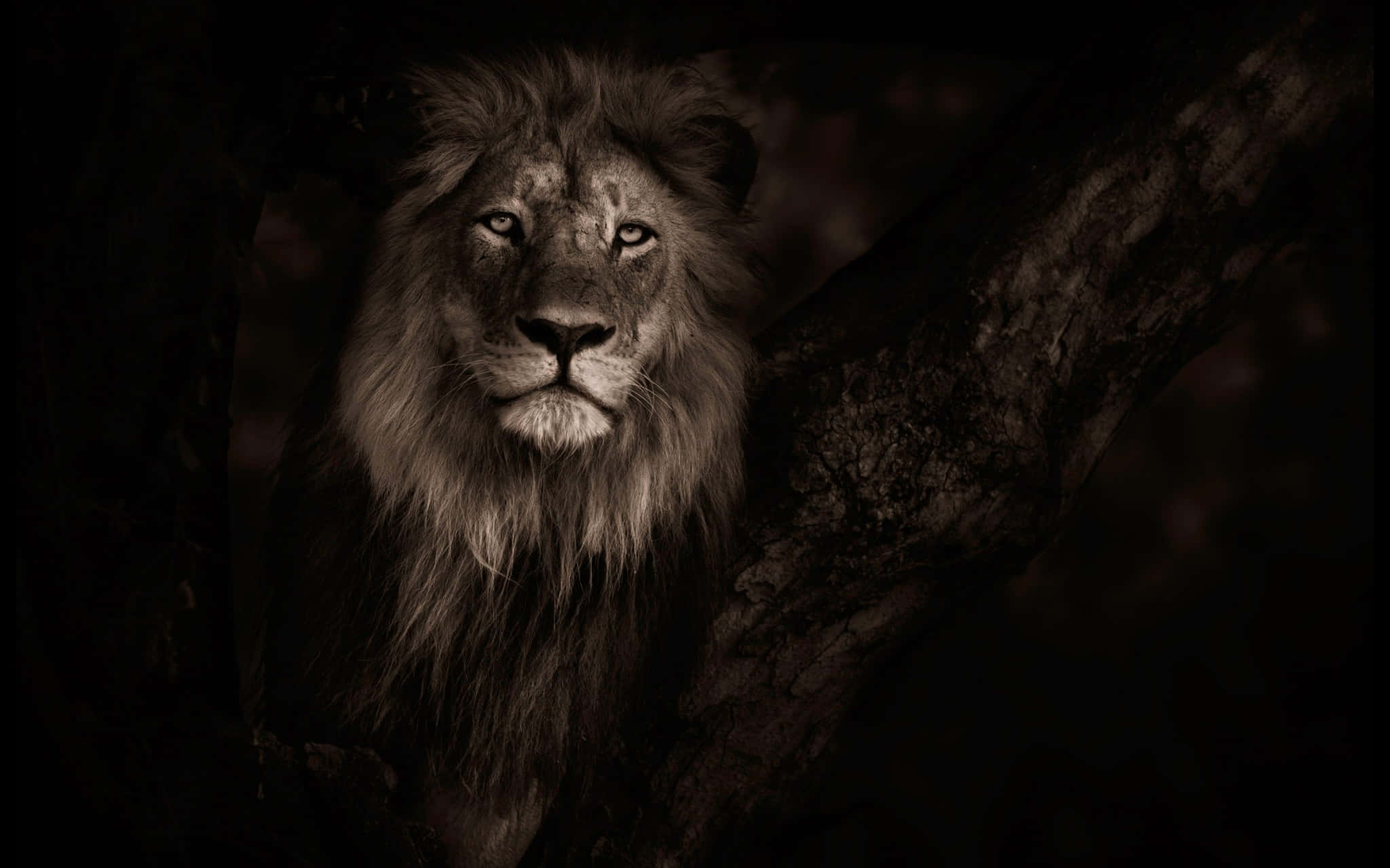 Simba Ananguruma Kwa Fahari Picha ya Ukuta