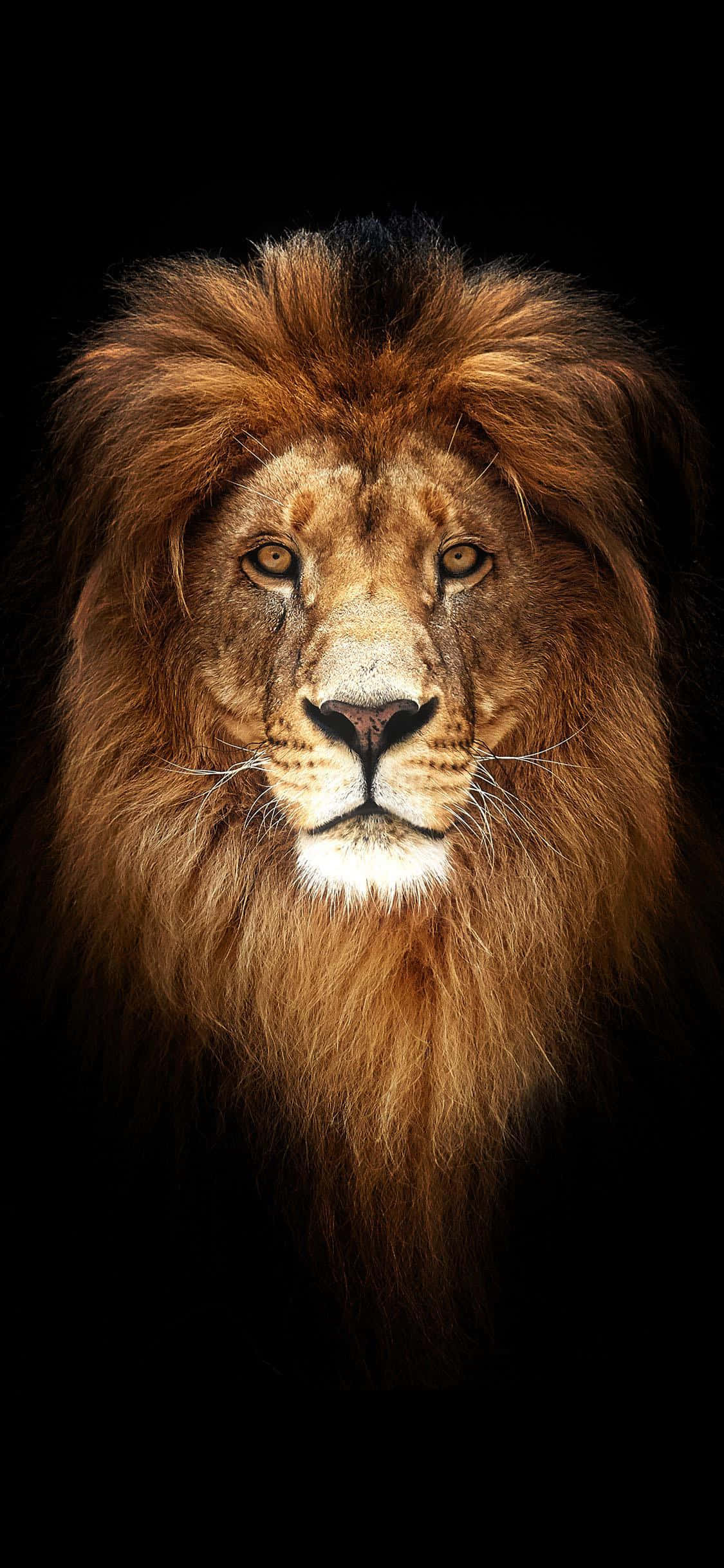 Lion background Picha ya Ukuta