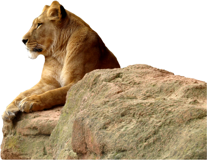 Simba Dada Mrembo Juu ya Mwamba Picha ya Ukuta