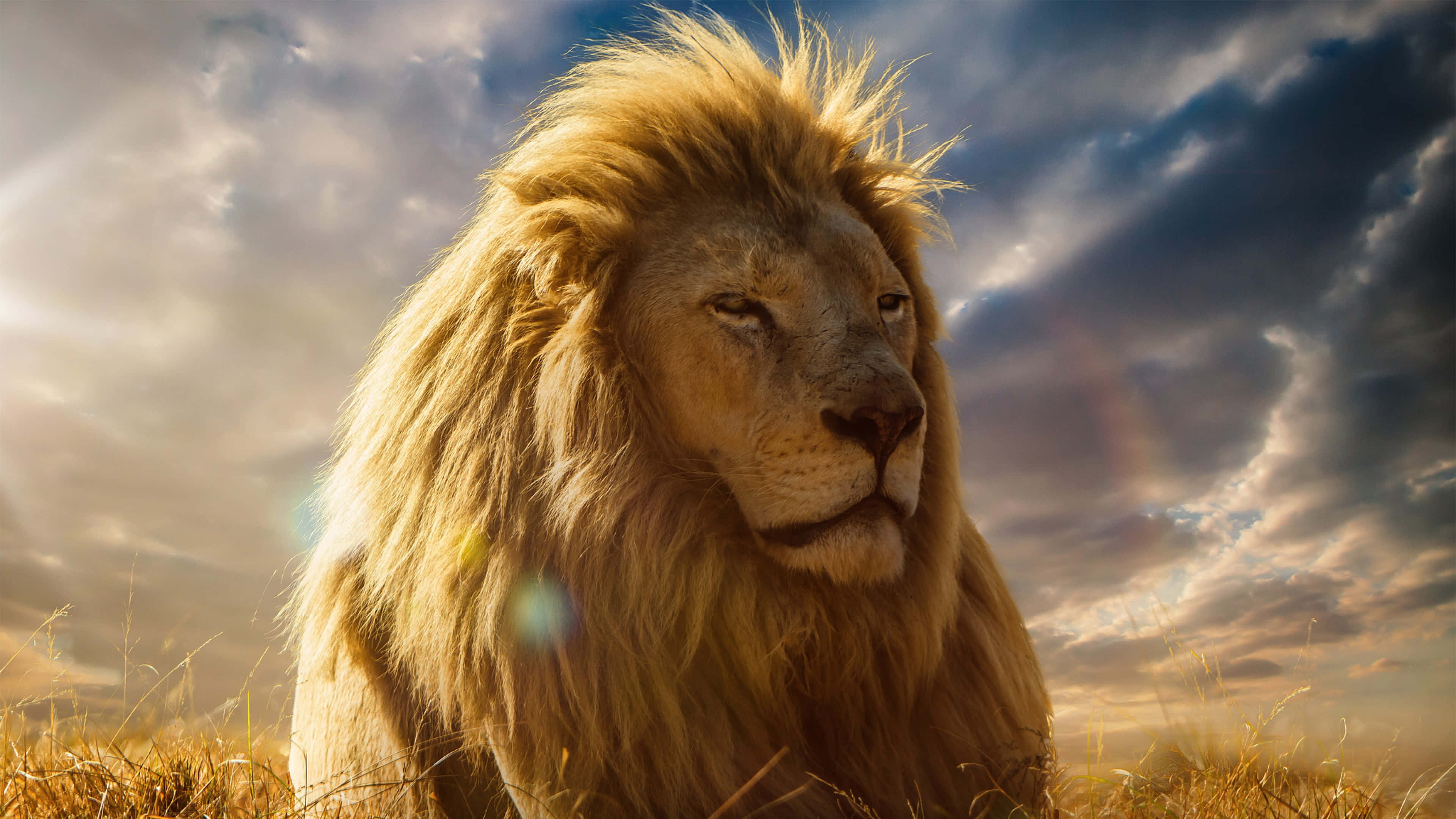 Simba Dume Anayenguruma kwa Fahari katika Savana ya Afrika Picha ya Ukuta