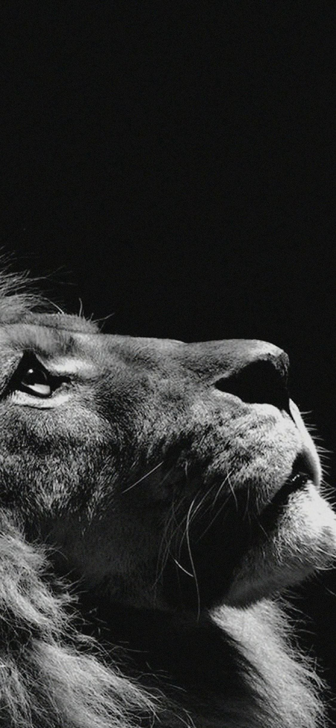 Simba iPhone Giza Picha ya Ukuta