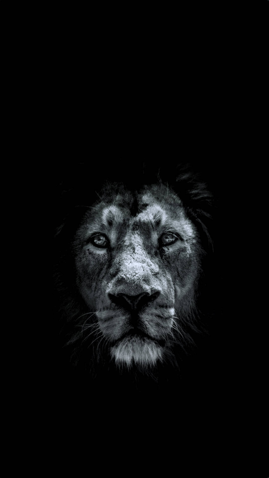Simba iPhone Nyeusi Imara Picha ya Ukuta