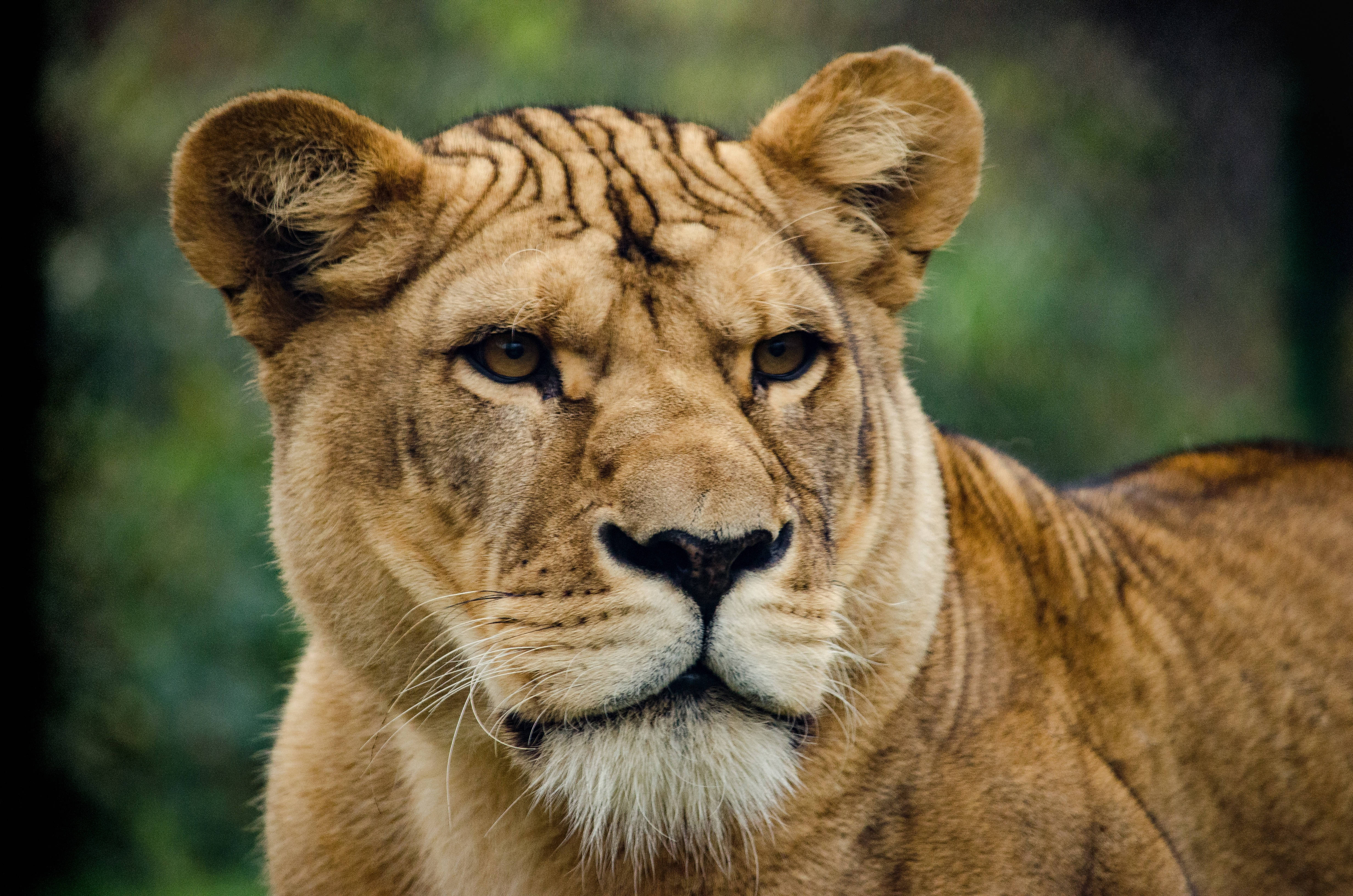 Simba Jike Mwenye Nguvu Akiwinda Picha ya Ukuta