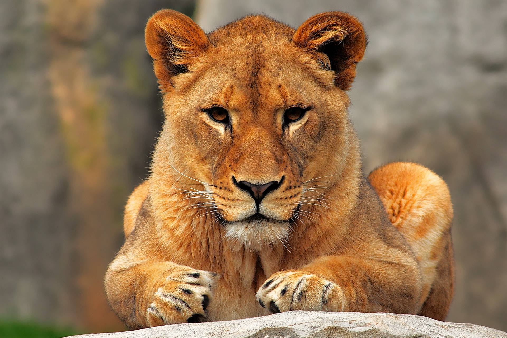 Simba Jike Mwindaji Mzuri Picha ya Ukuta