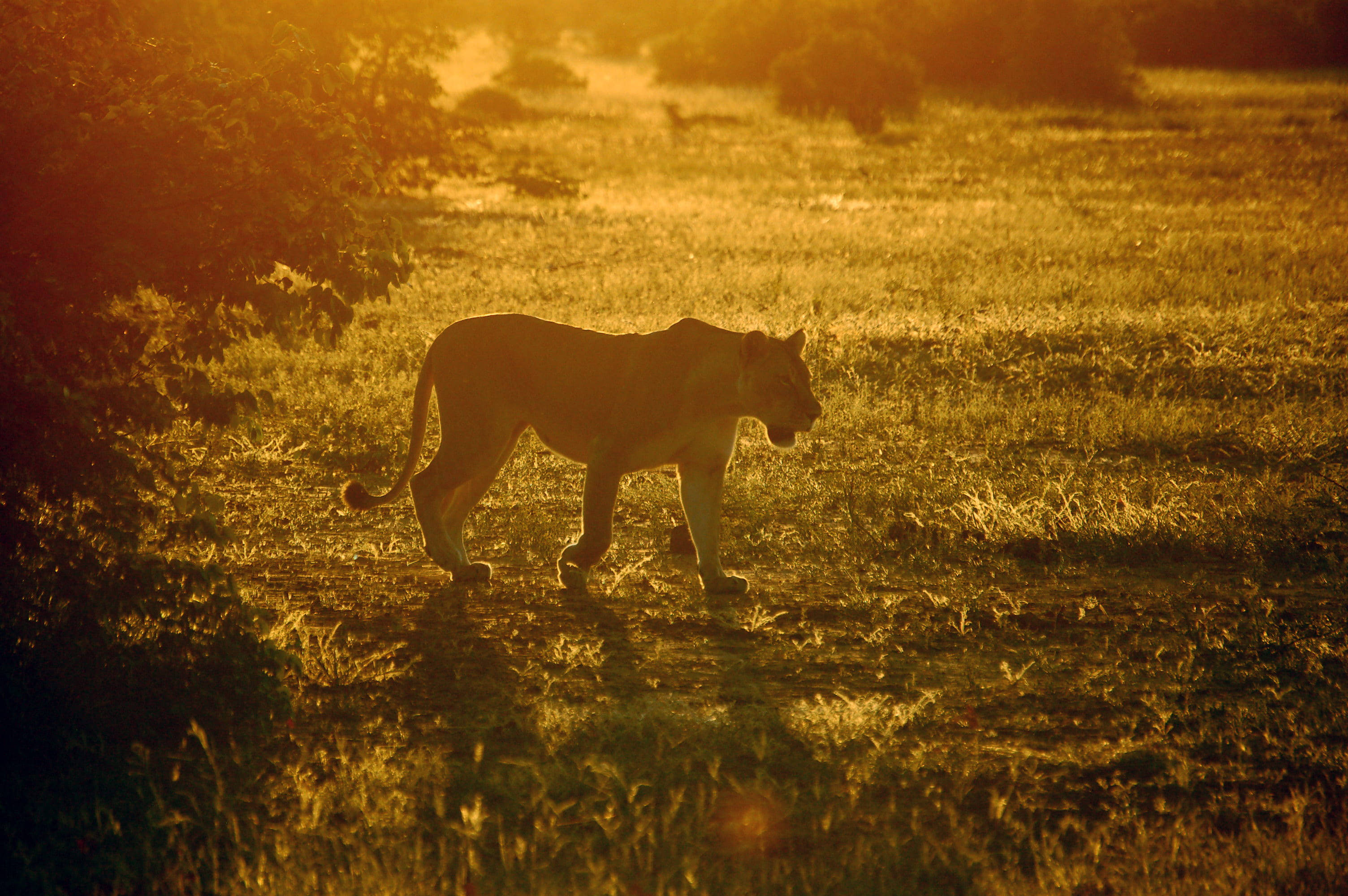 Simba Jike wa Mwanga wa Botswana Picha ya Ukuta