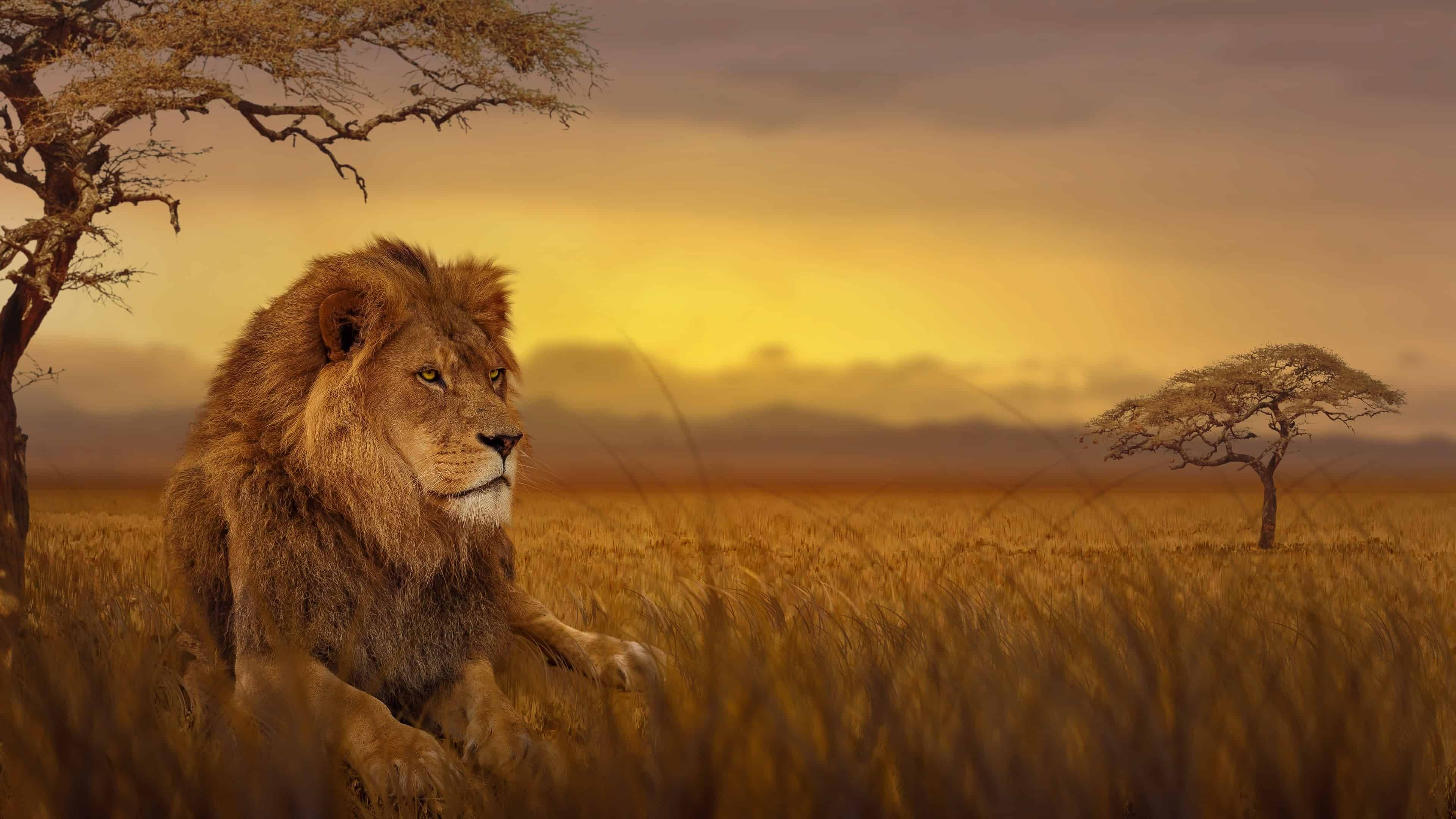 Simba Mkuu Afrika 4K Picha ya Ukuta
