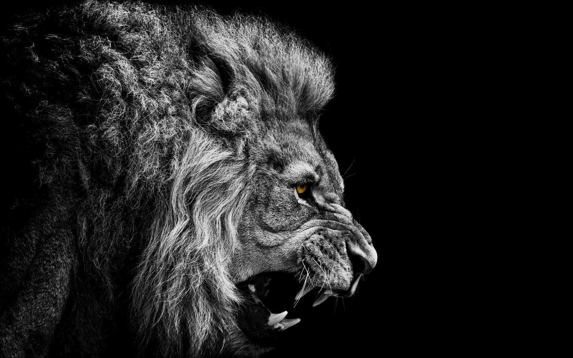 Simba Mkuu Akigoma Picha ya Ukuta