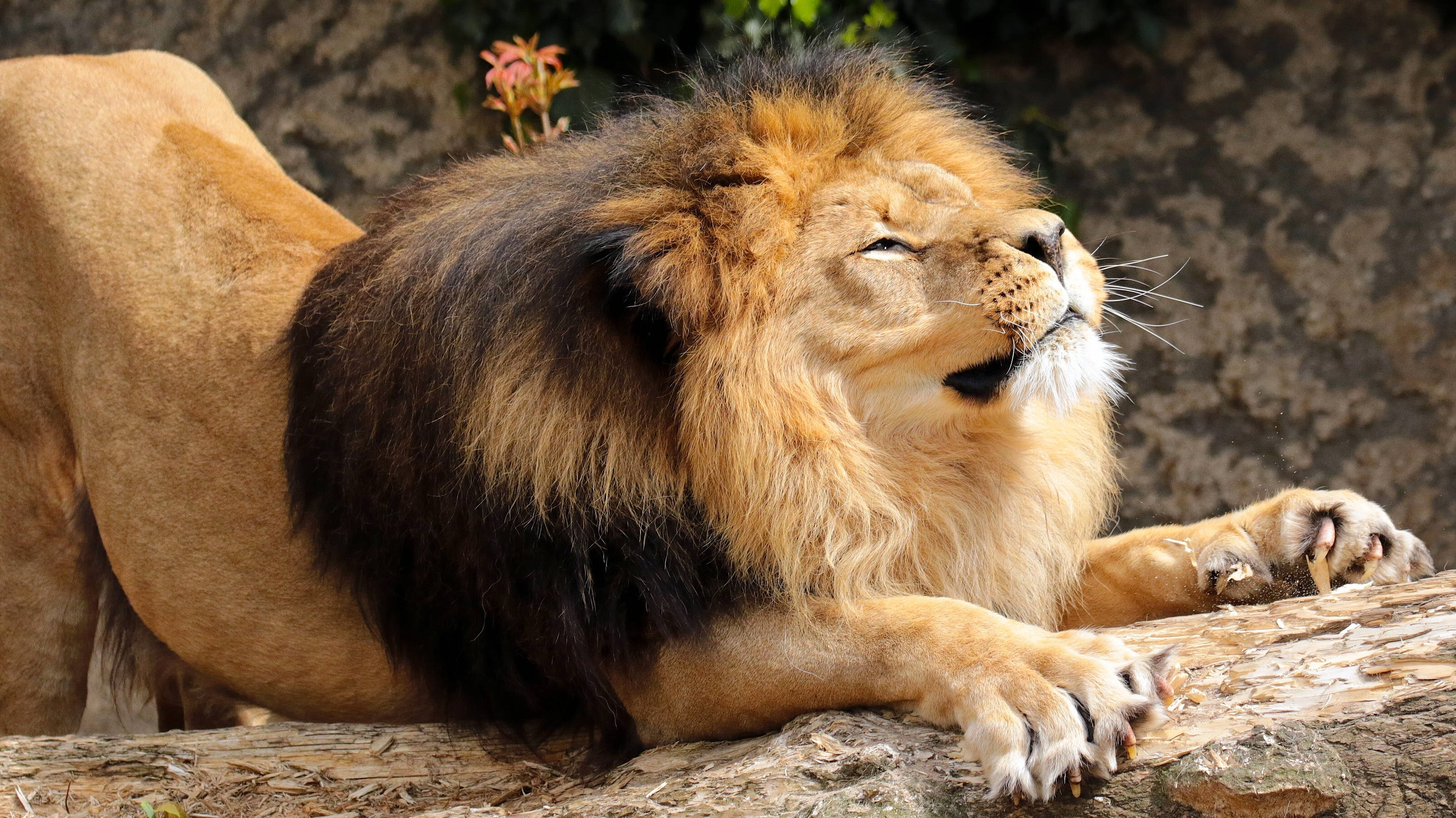 Simba Mkuu Akijinyoosha Kwa Muda Picha ya Ukuta