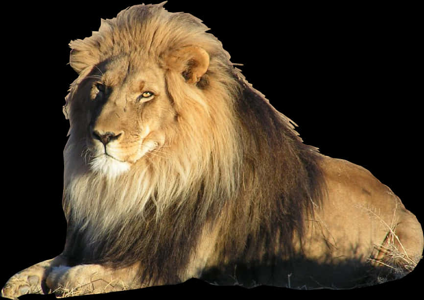 Simba Mkuu Akipumzika kwenye Mwanga wa Jua Picha ya Ukuta