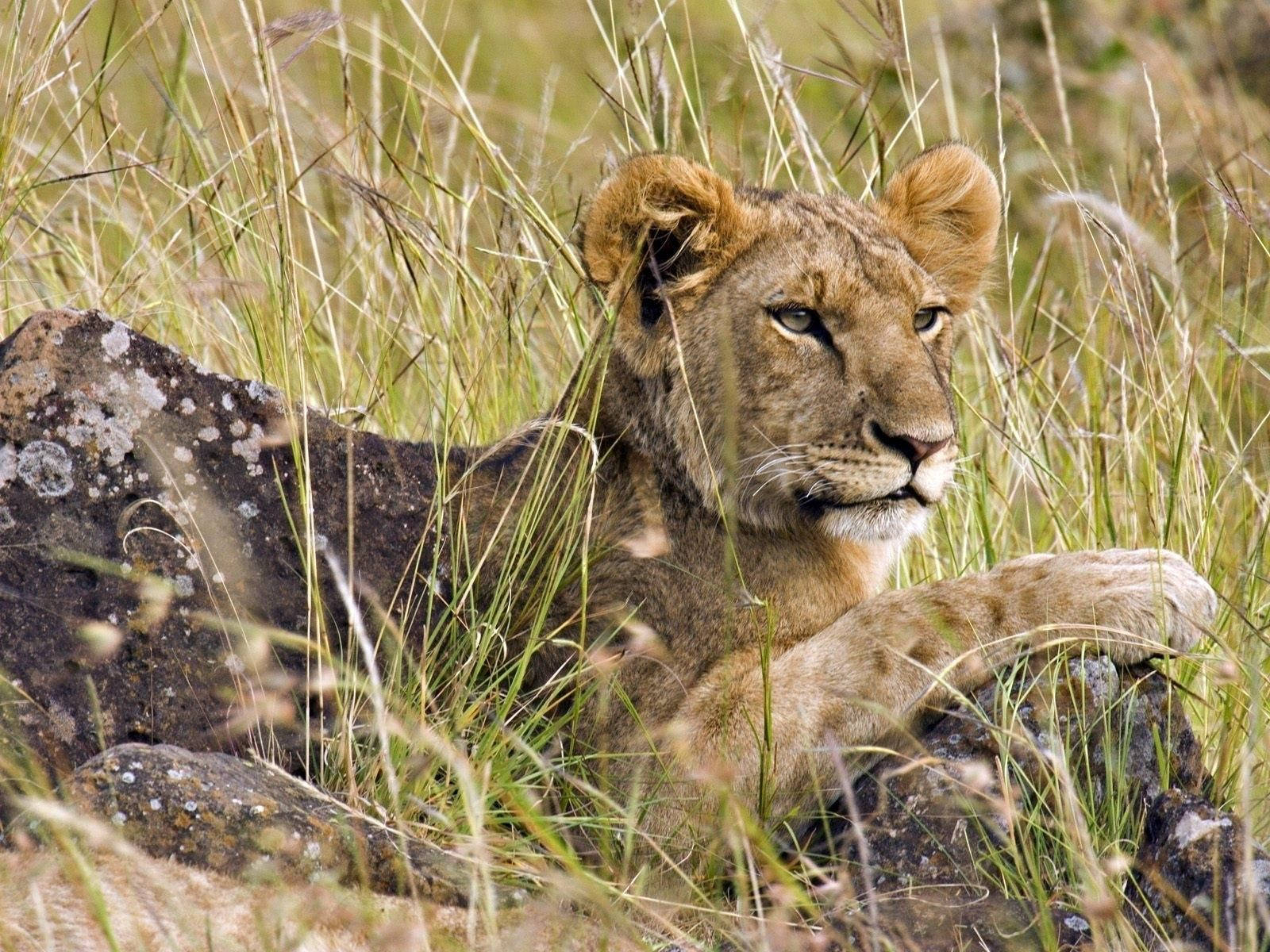 Simba Mkuu Katika Nyasi Picha ya Ukuta