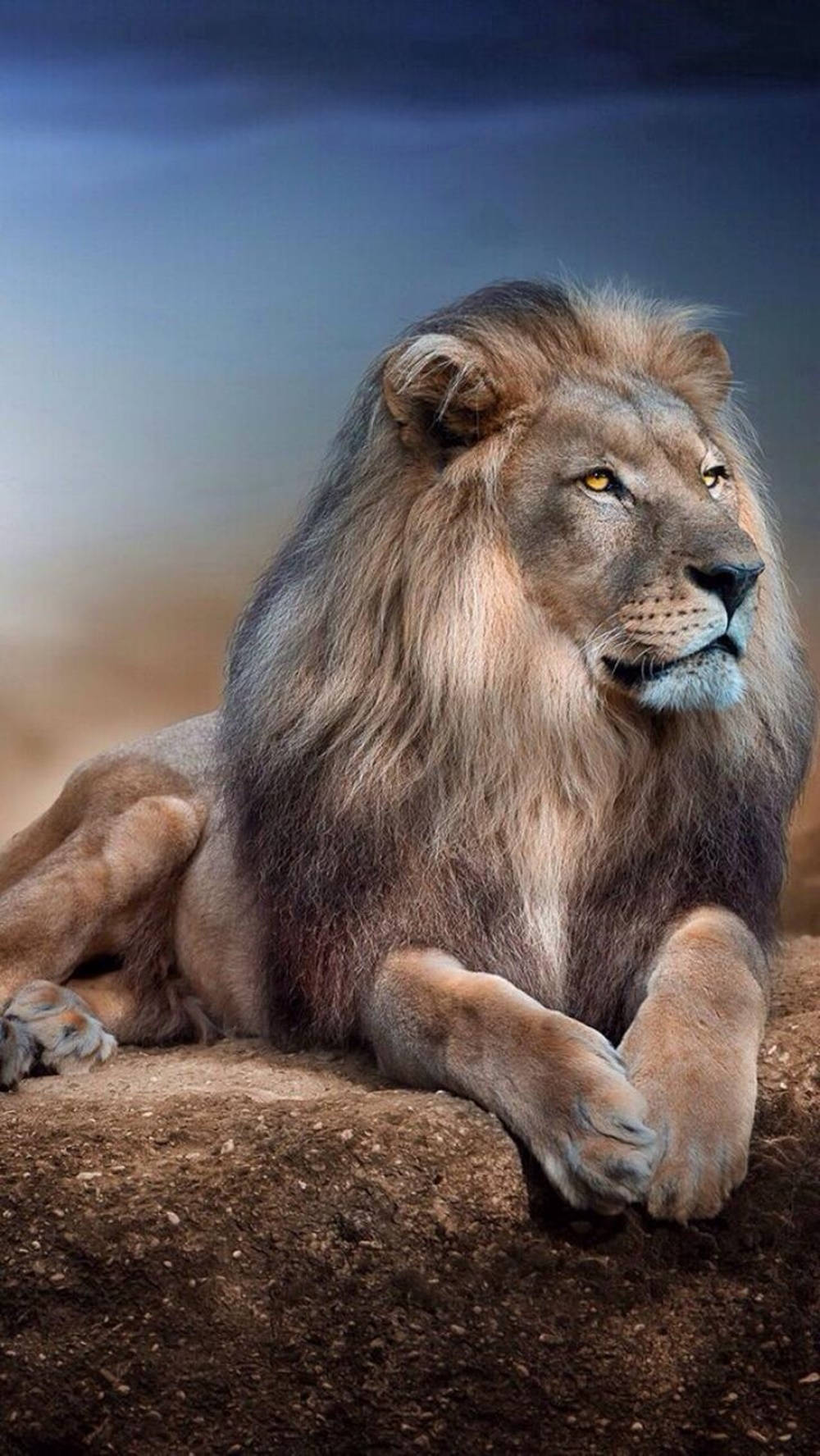 Simba Mrembo wa Anga la Bluu kwa iPhone Picha ya Ukuta