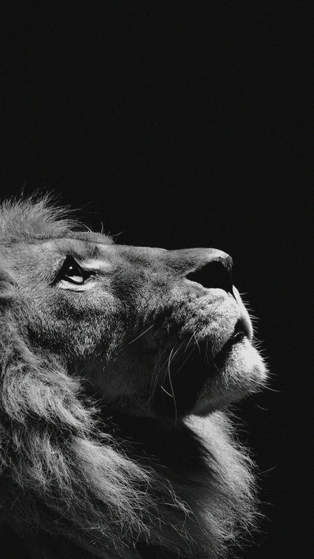 Simba Mtukufu Akijipanga kwa Ajili ya Kamera Picha ya Ukuta