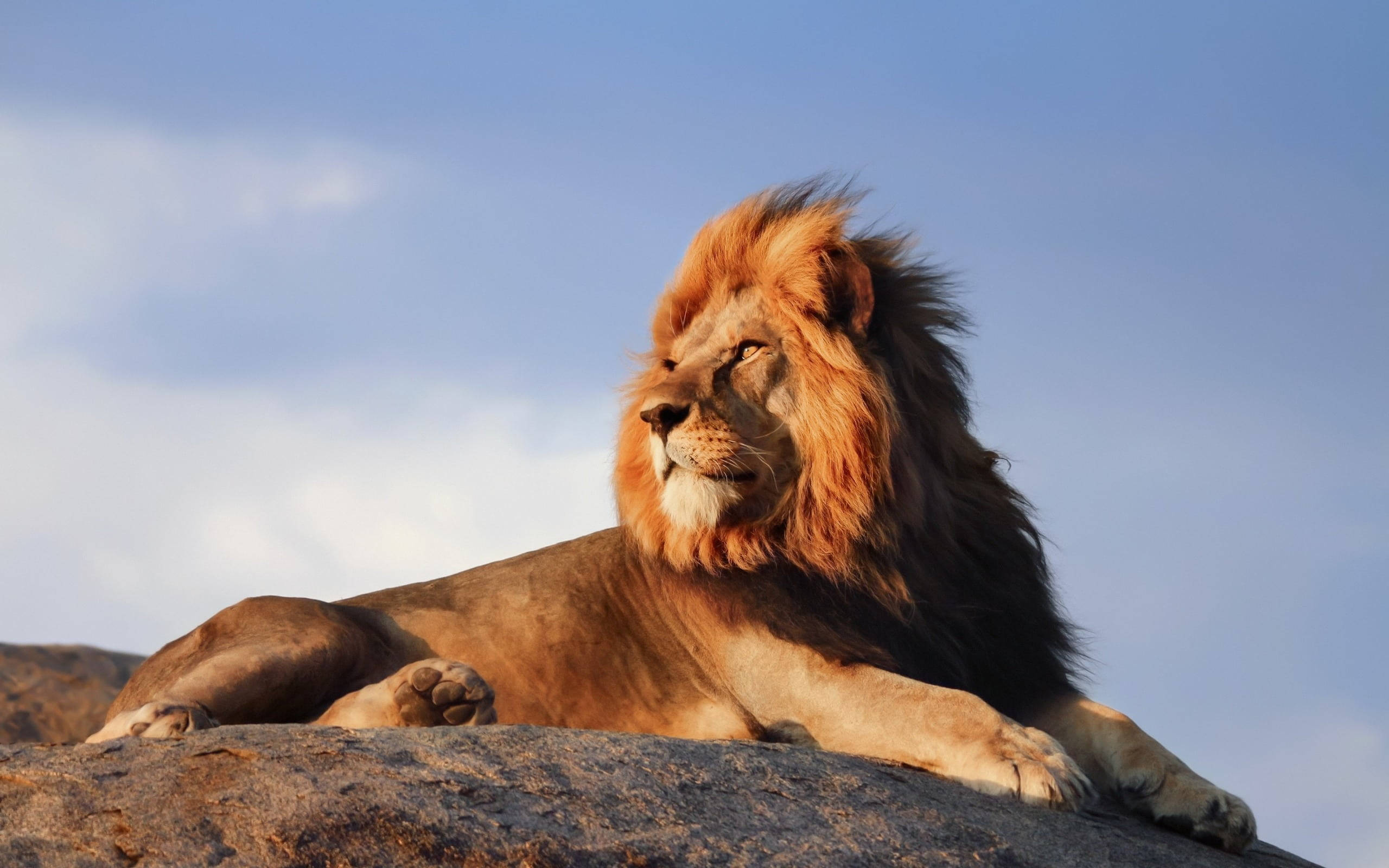 Simba Mwenye Nguvu Akivuma kwenye Laptop Picha ya Ukuta