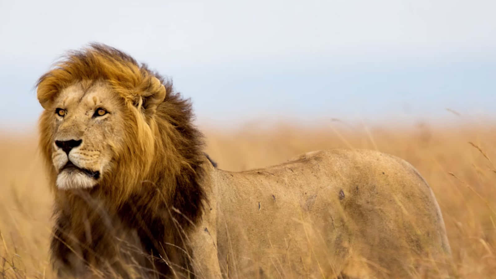 Simba mwenye ustawi mkuu anasimama kwa kifahari katika kikoa chake Picha ya Ukuta