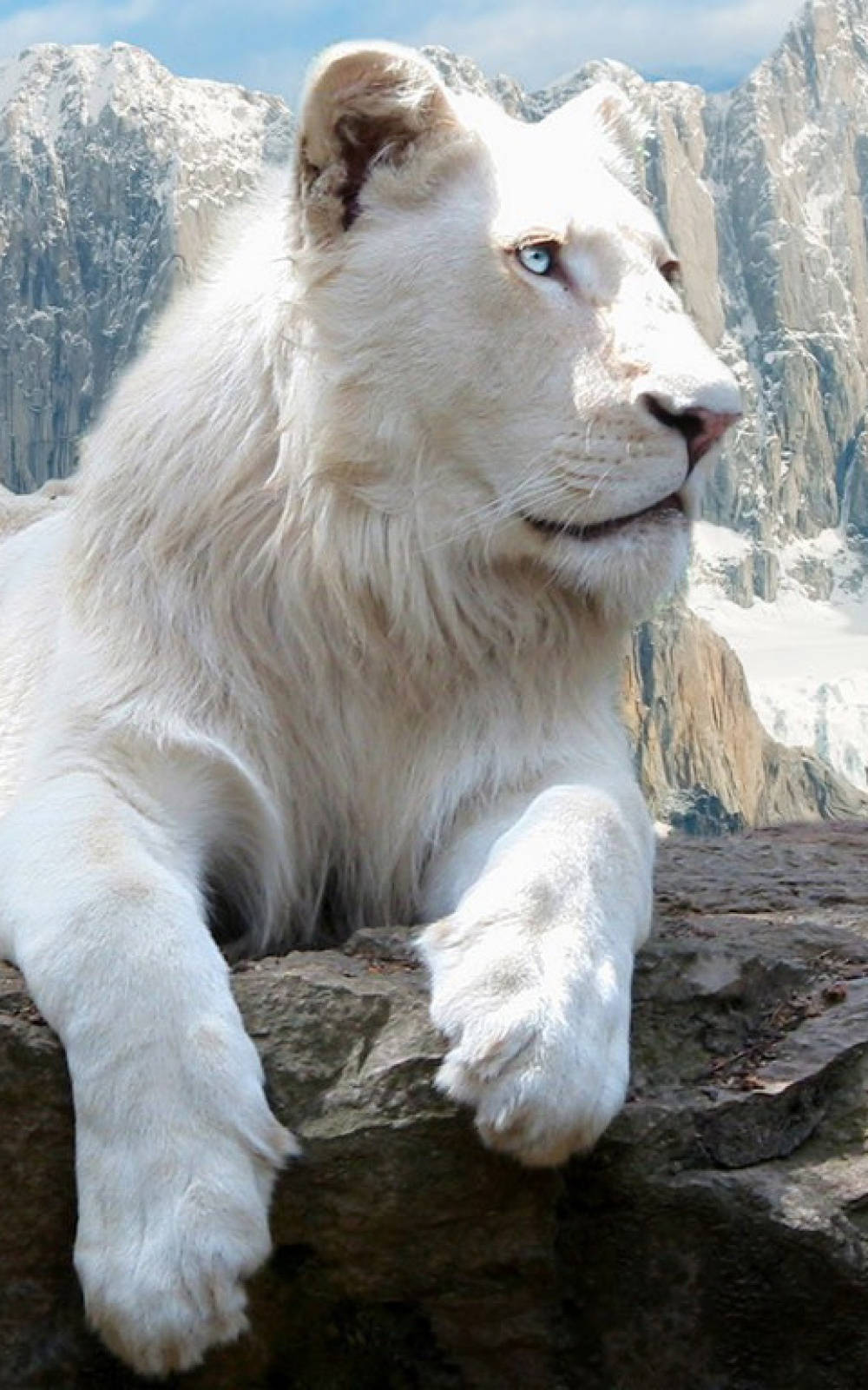 Simba Mweupe Mwitu iPhone Picha ya Ukuta