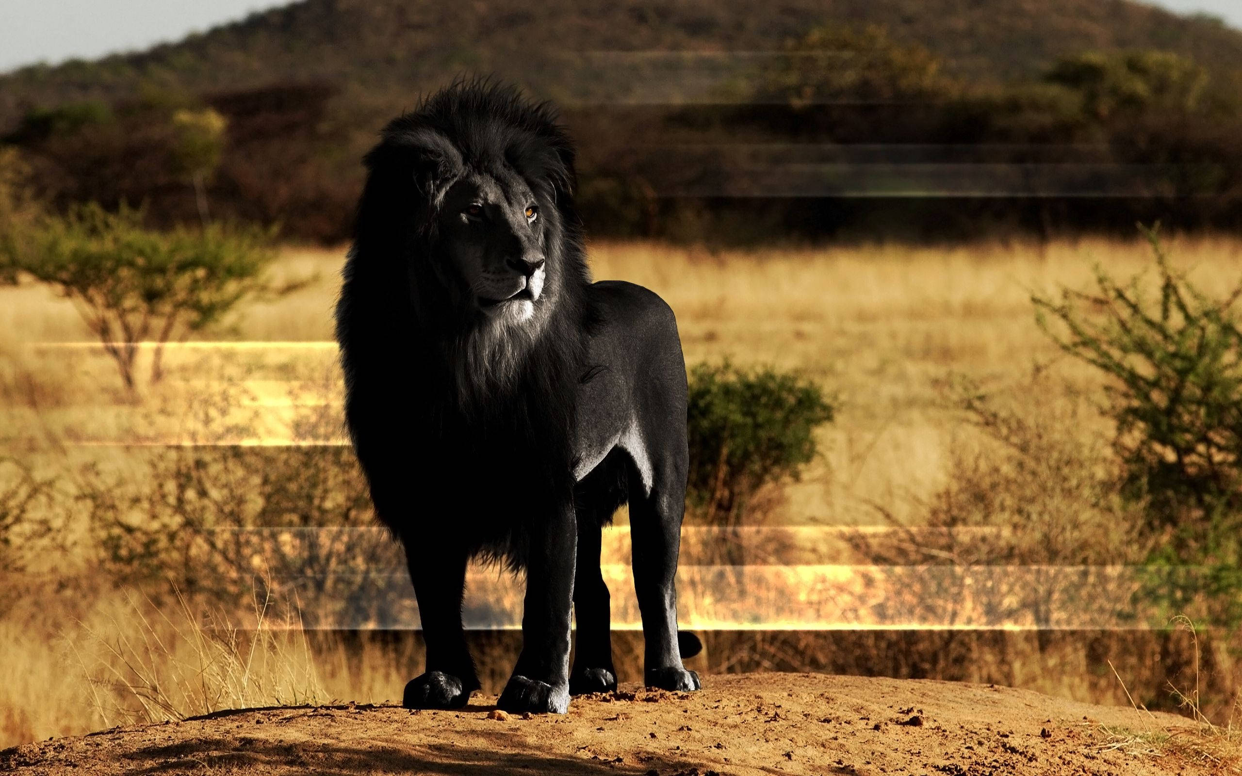 Simba Mweusi Mwindaji Akimlilia Mawindo Yake Picha ya Ukuta