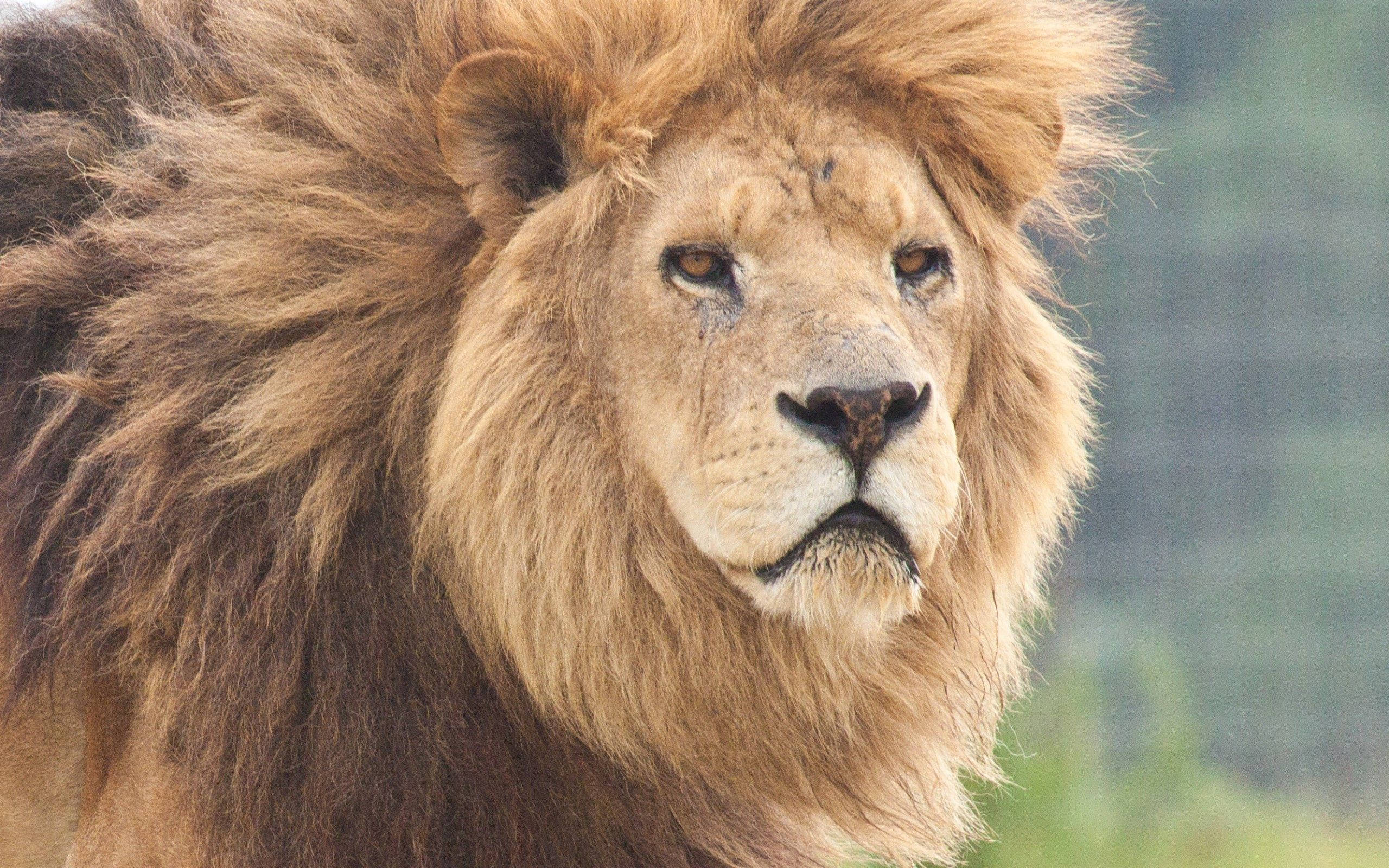 Simba Mwindaji Mwenye Hasira Anatazama Picha ya Ukuta