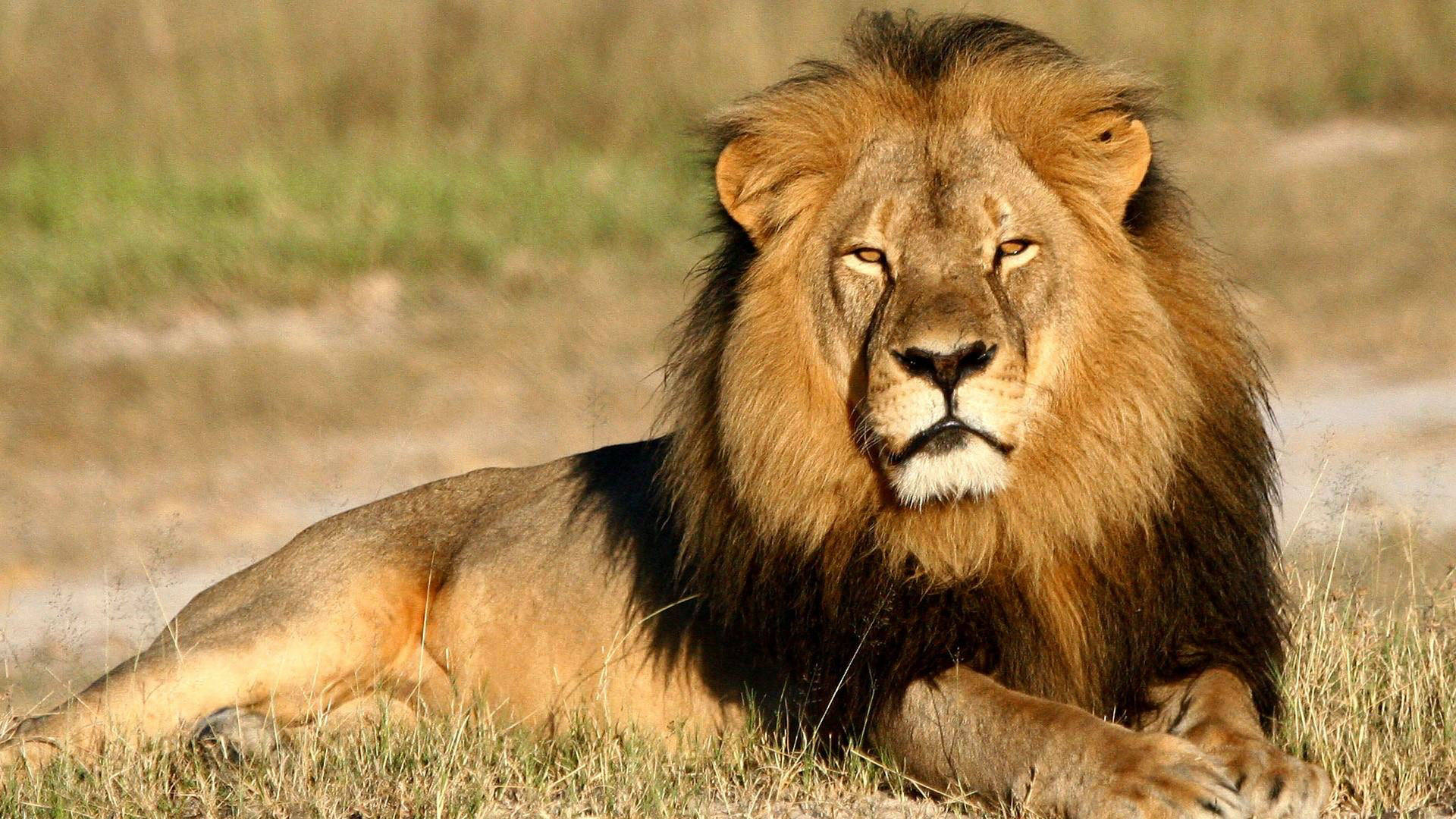 Simba Mzee Anayekaa Picha ya Ukuta