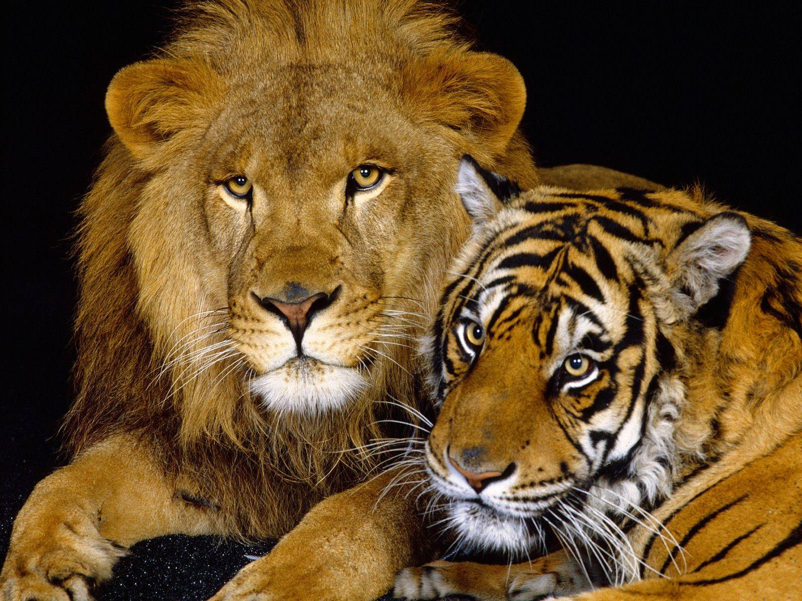 Simba na Tiger Pamoja Picha ya Ukuta