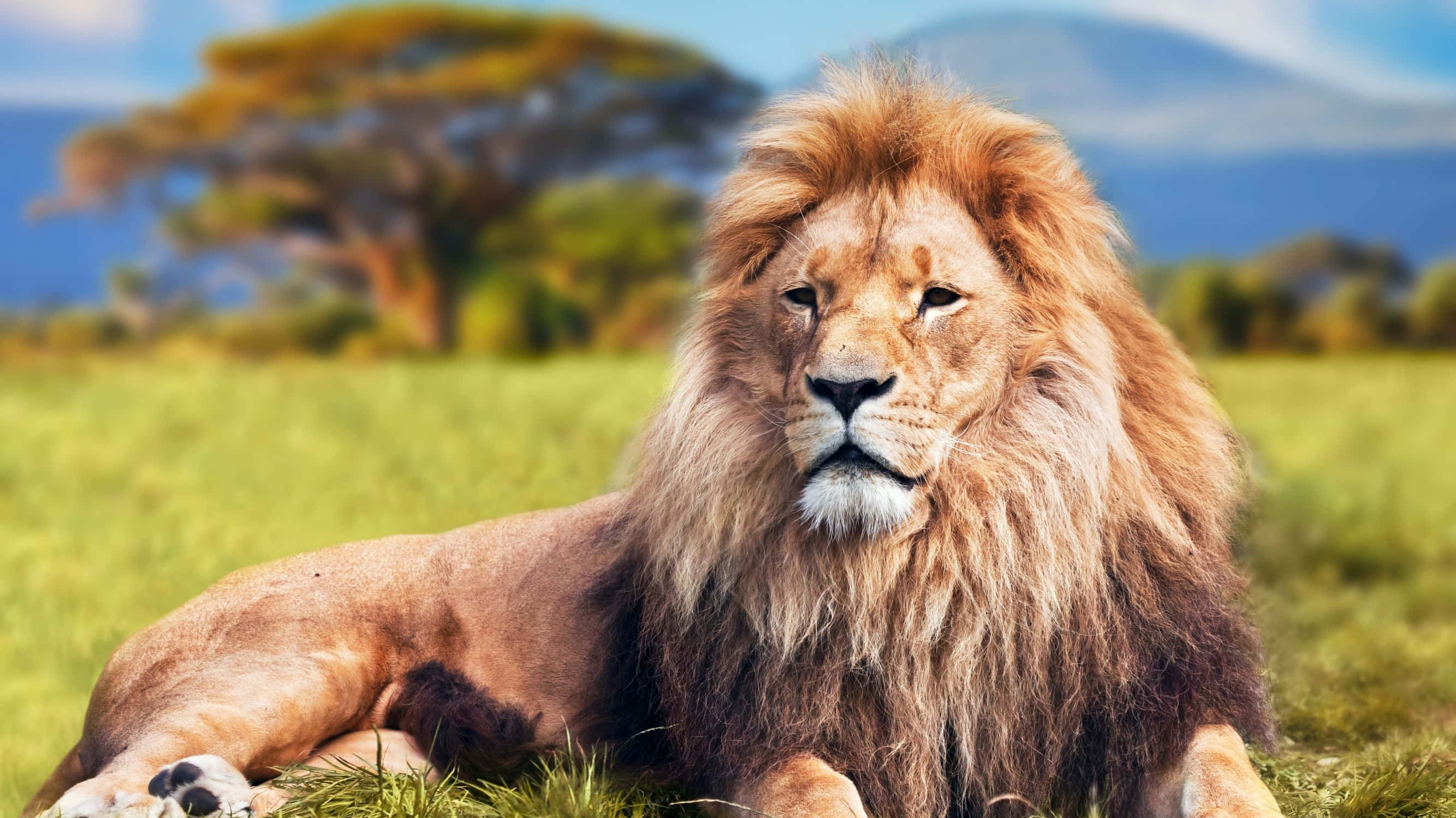 Simba wa kiume mwenye utukufu kwenye kilima cha nyasi Picha ya Ukuta