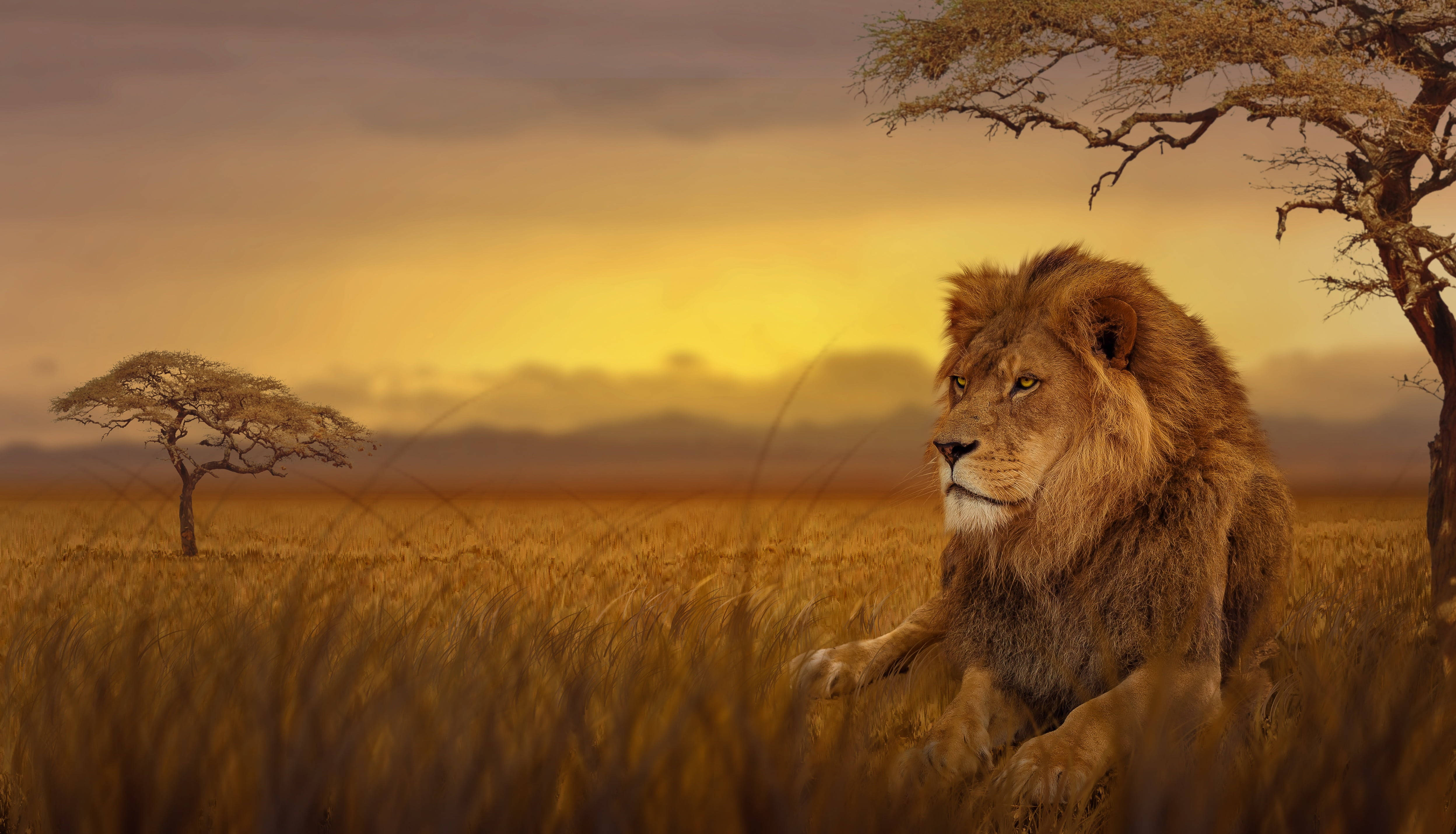 Simba wa Nyikani Desktop Picha ya Ukuta