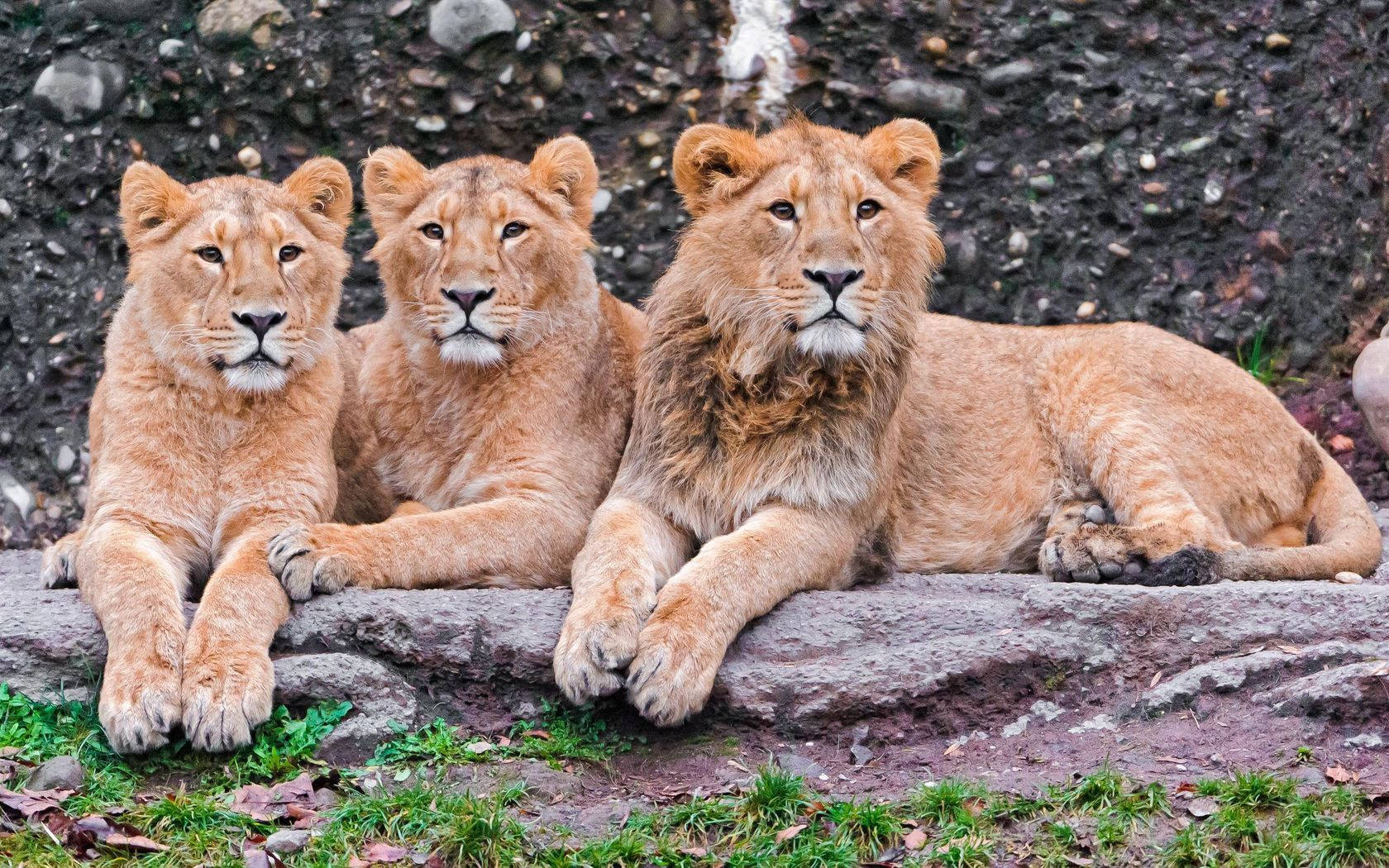 Simba Watatu Wakubwa wa Afrika Serengeti Picha ya Ukuta