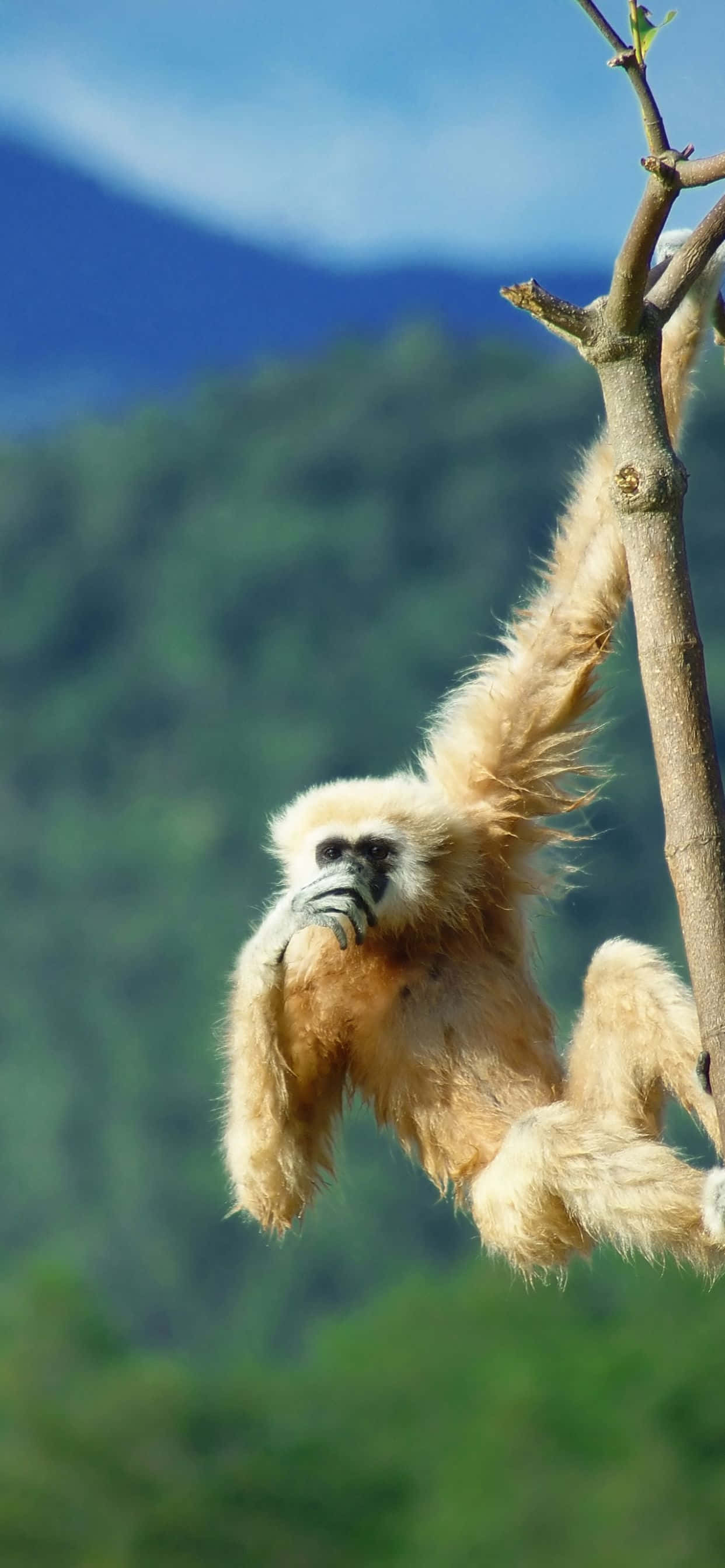 Simu Kamili - iPhone Xs Max Gibbon Picha ya Ukuta