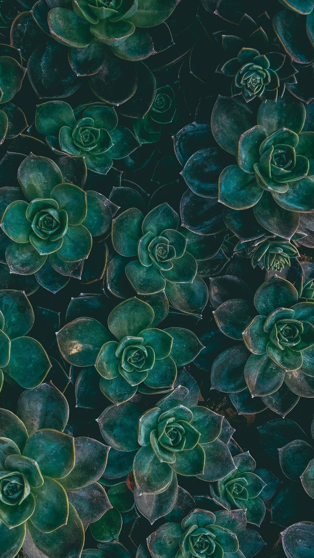 Simu ya Kijani ya Mmea wa Succulent Picha ya Ukuta
