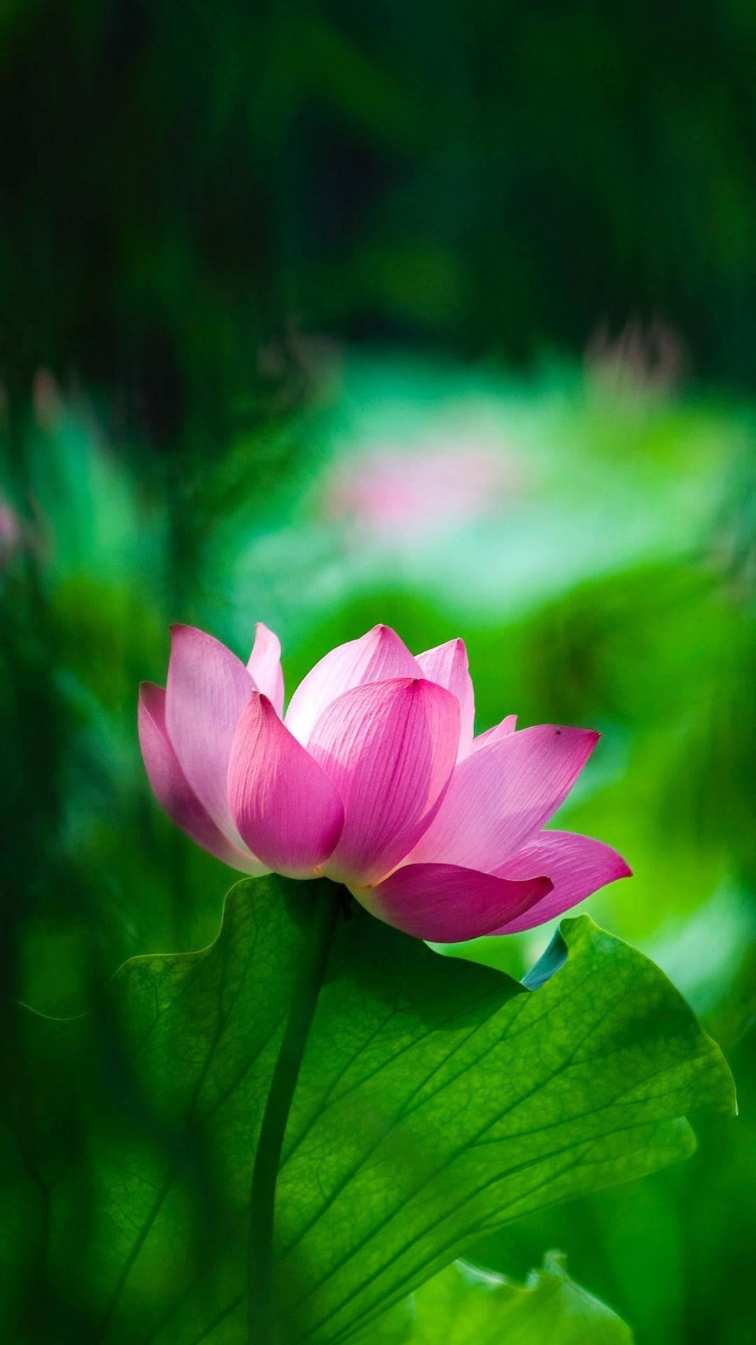 Simu ya Maua ya Pink Lotus Picha ya Ukuta