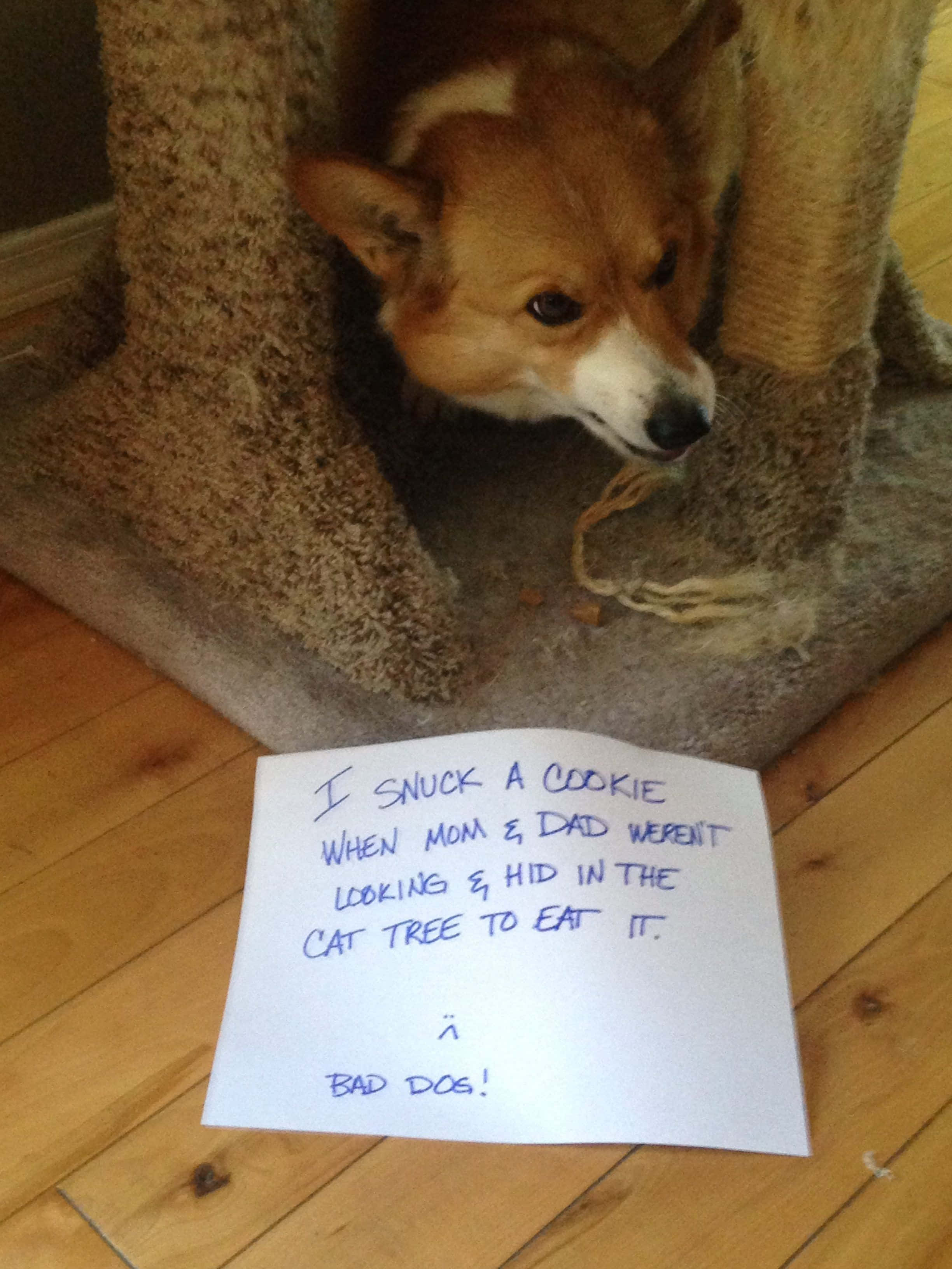 Siwezi kukataa kicheko kwa picha hii ya corgi ya ajabu! Picha ya Ukuta