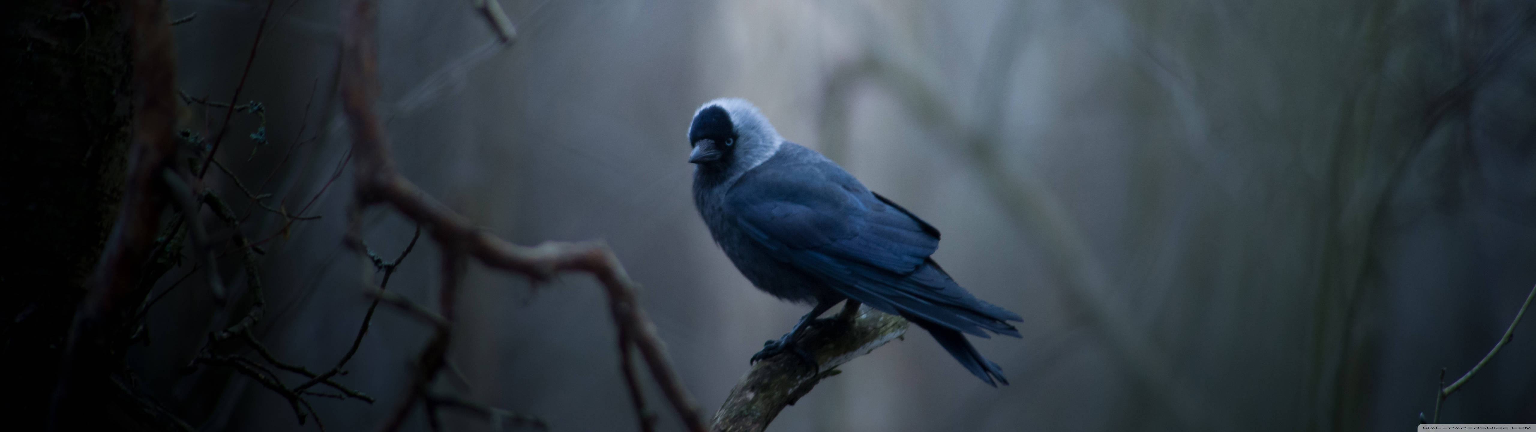 Small Blue Bird Picha ya Ukuta
