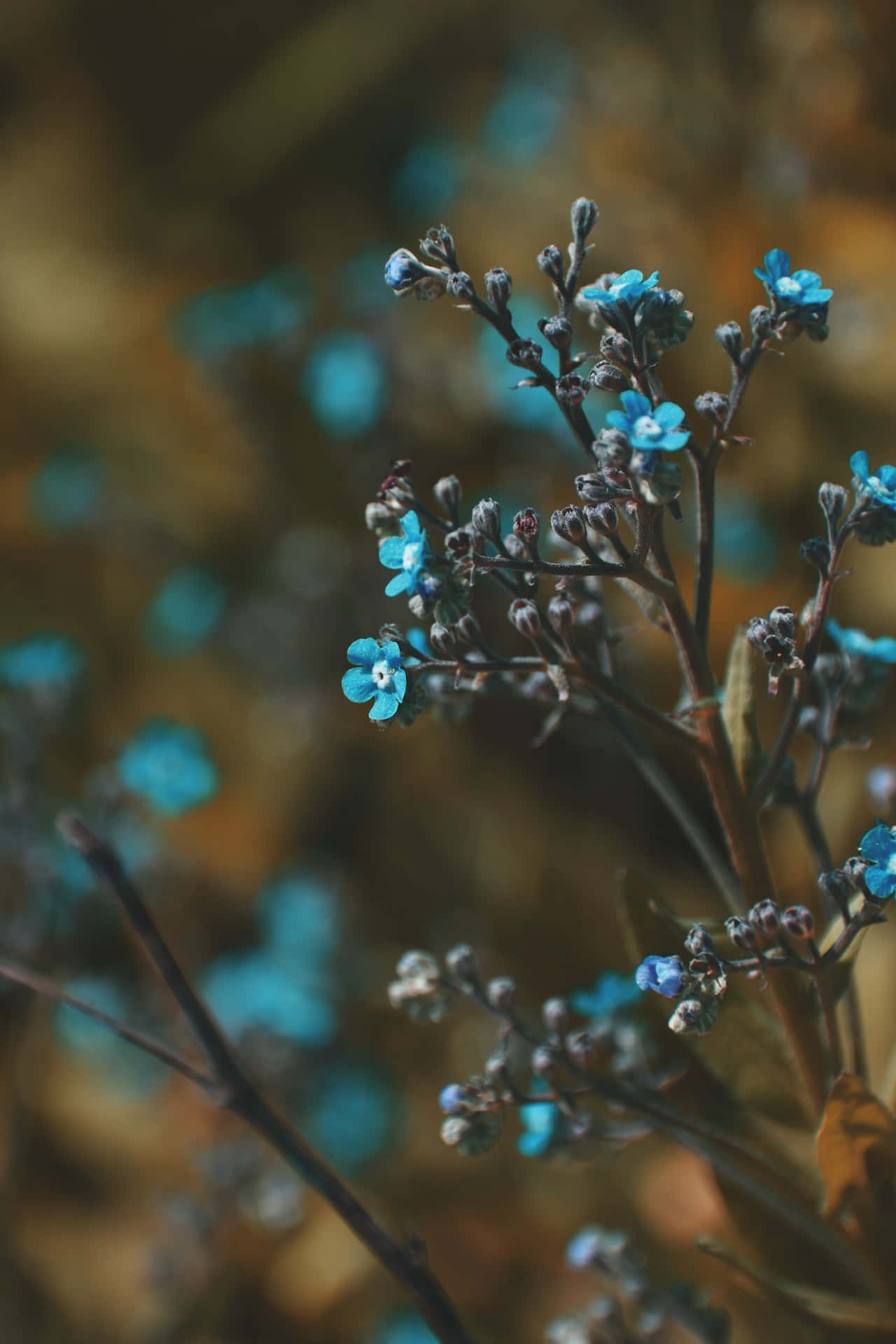 Small Buds Blue Flowers Phone Picha ya Ukuta