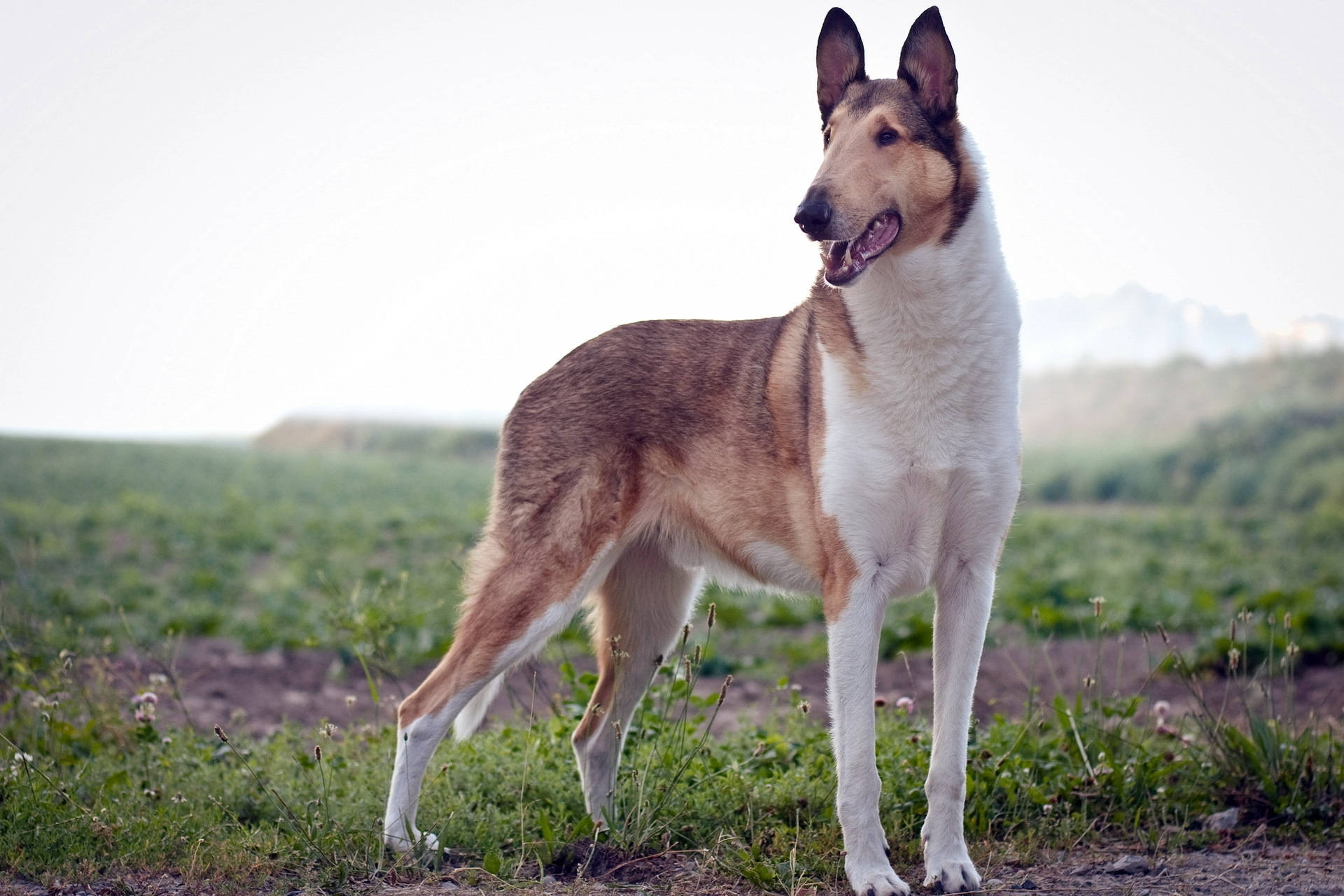 Smooth Collie mzuri akicheza kwenye nyasi! Picha ya Ukuta