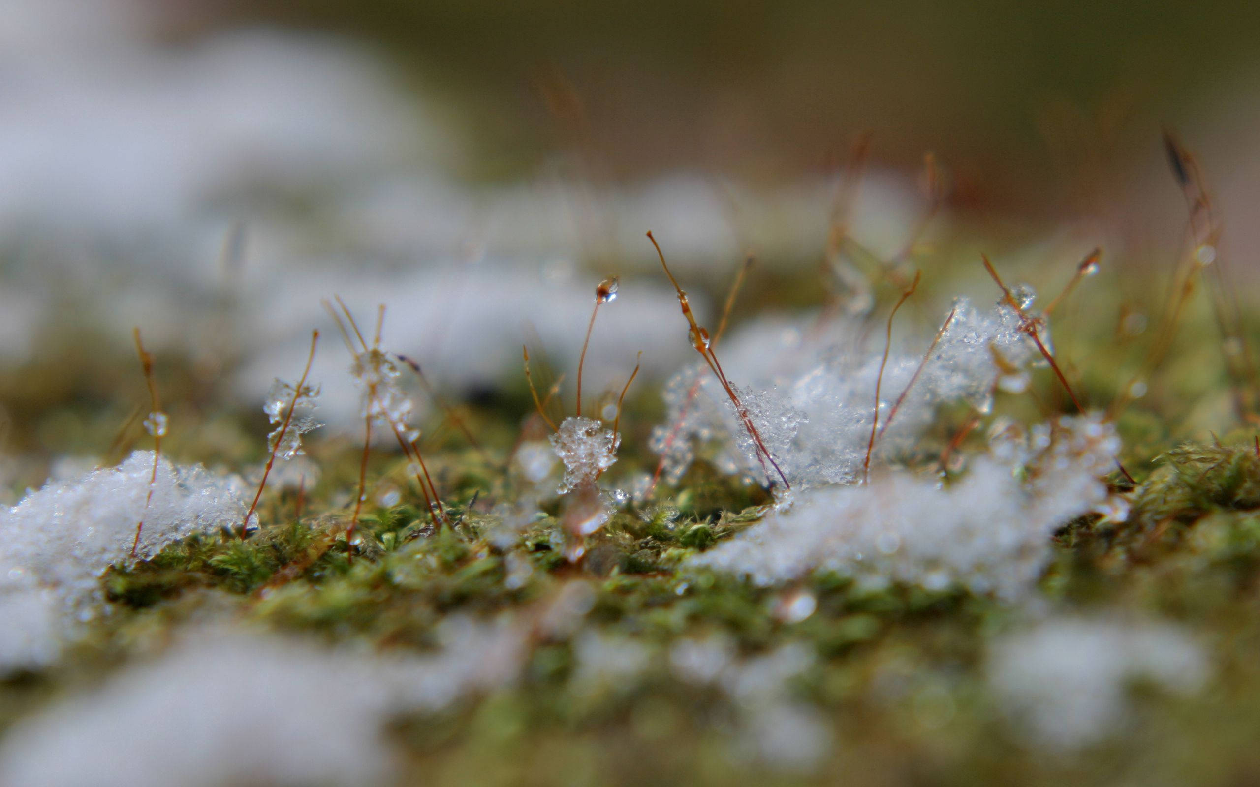 Snow In Spring Picha ya Ukuta