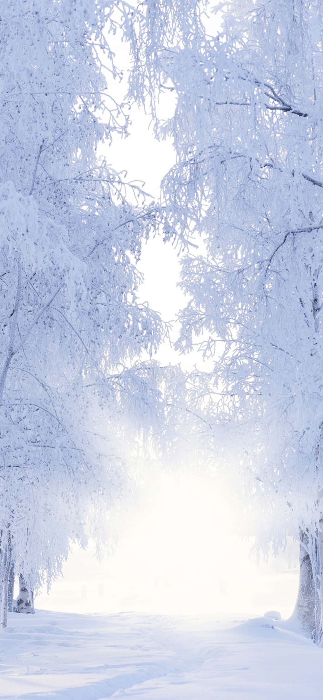 Snowy Pathway iPhone XS Max Winter Background Picha ya Ukuta
