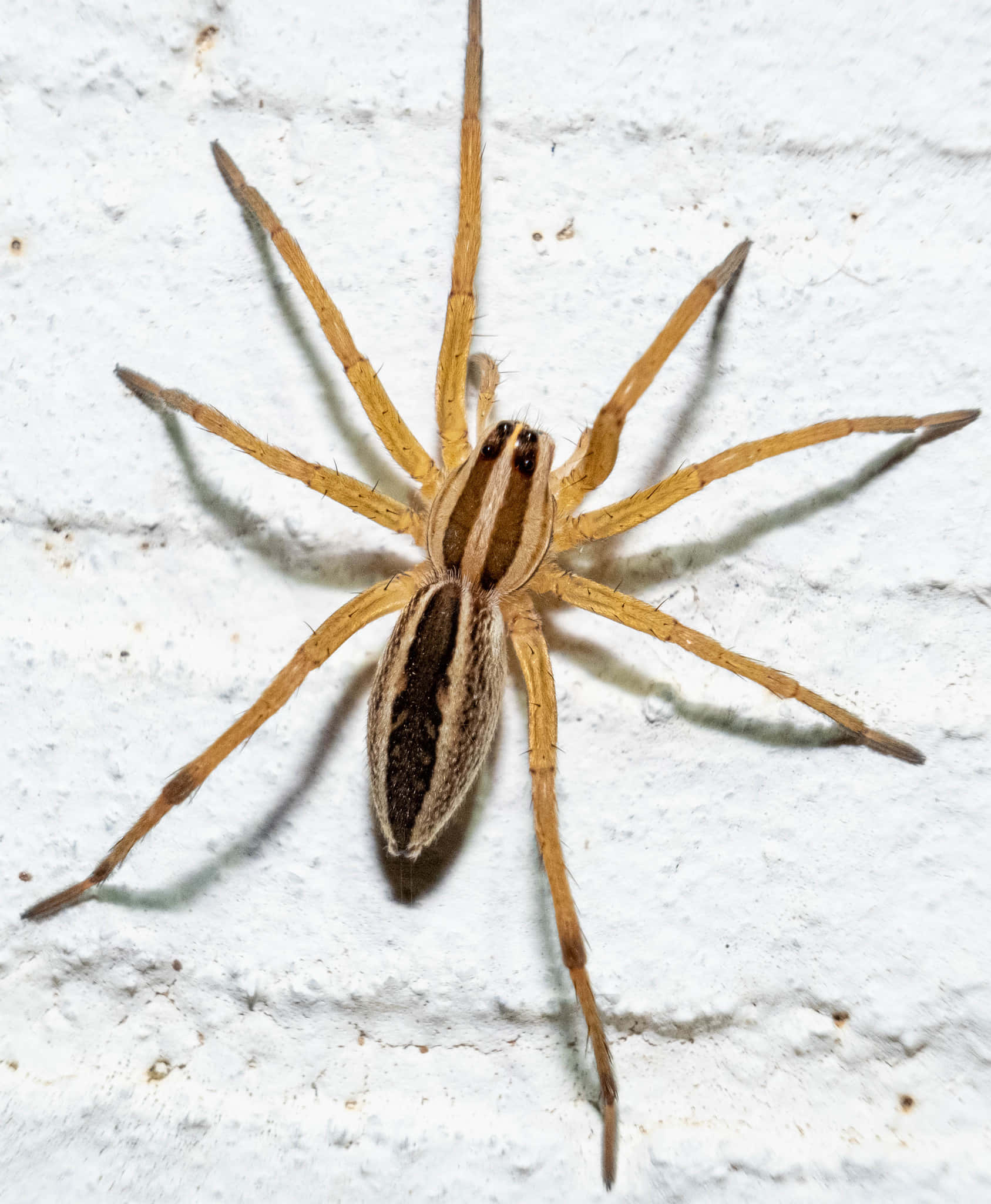 Spider wa wolf anayetambaa kwenye nyasi Picha ya Ukuta
