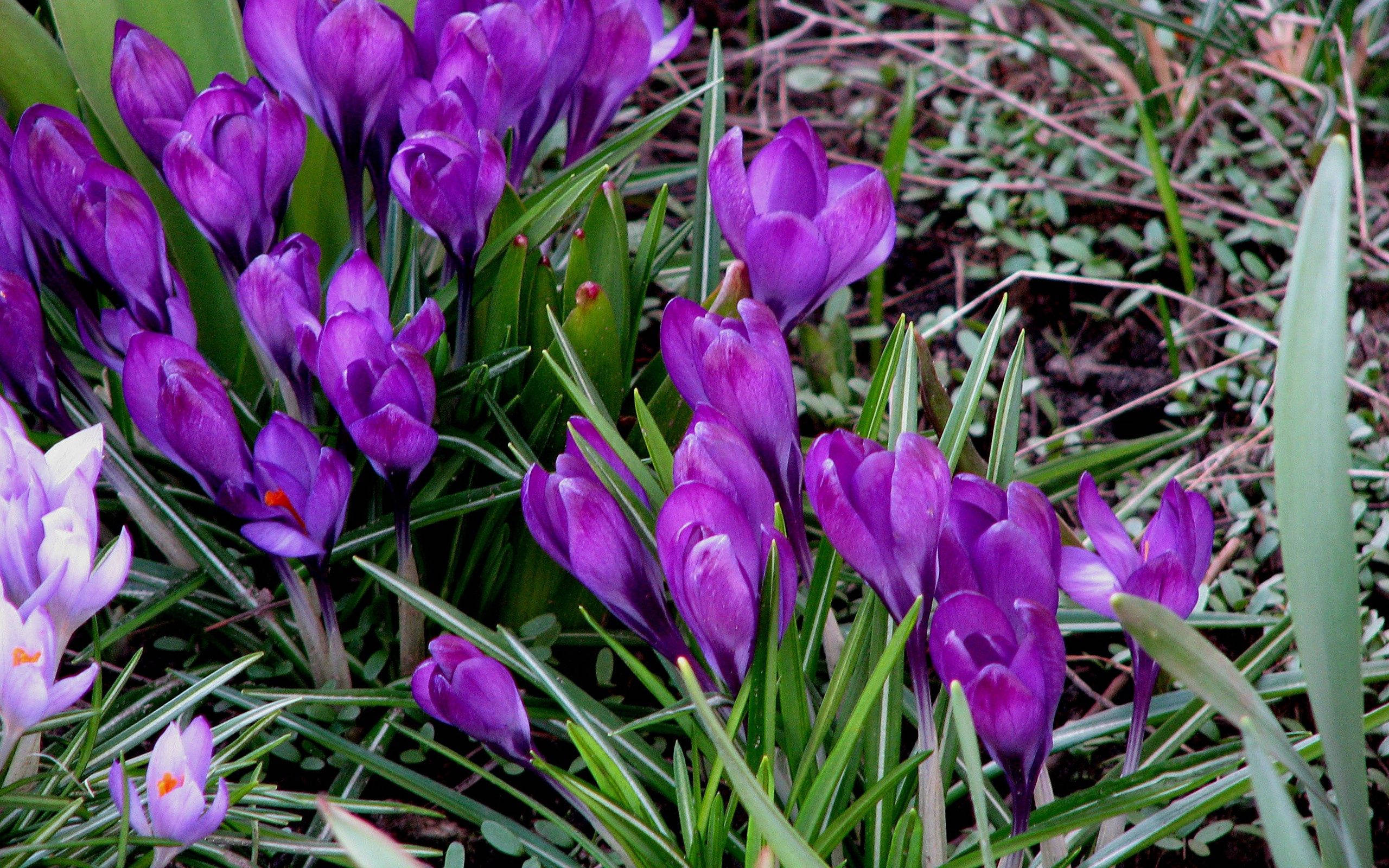 Spring Crocus Picha ya Ukuta
