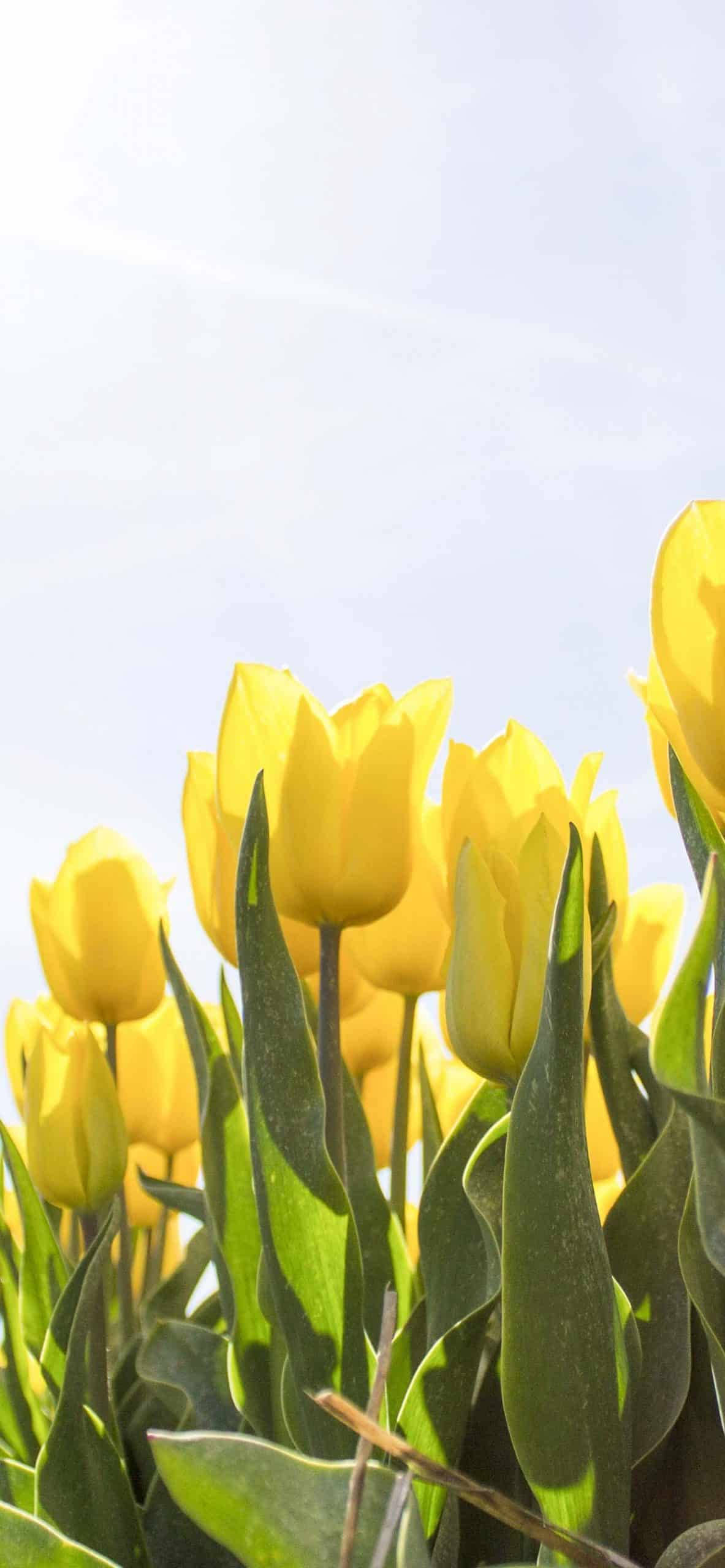 Spring iPhone Tulipani za Kikunzi Picha ya Ukuta