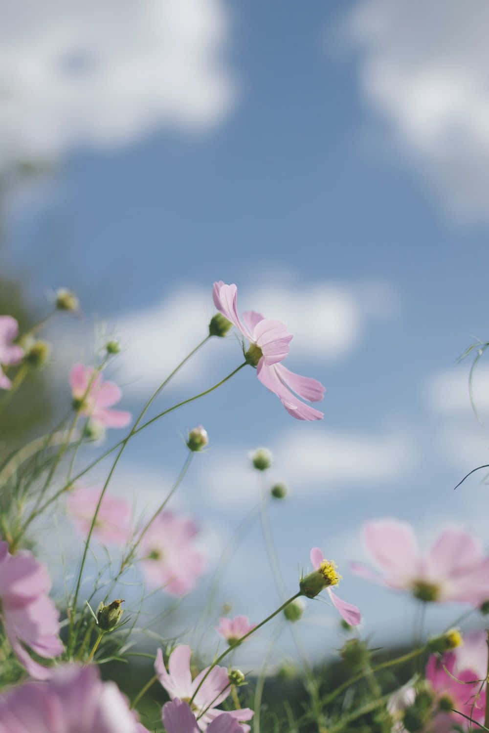 Spring Pastel Wonderland Picha ya Ukuta
