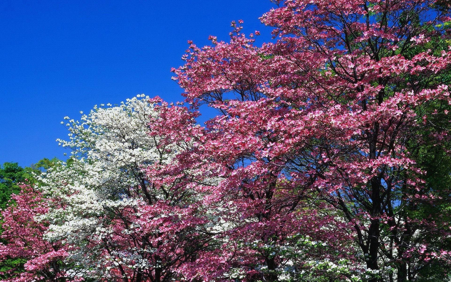 Spring Pink Flowering Trees Picha ya Ukuta
