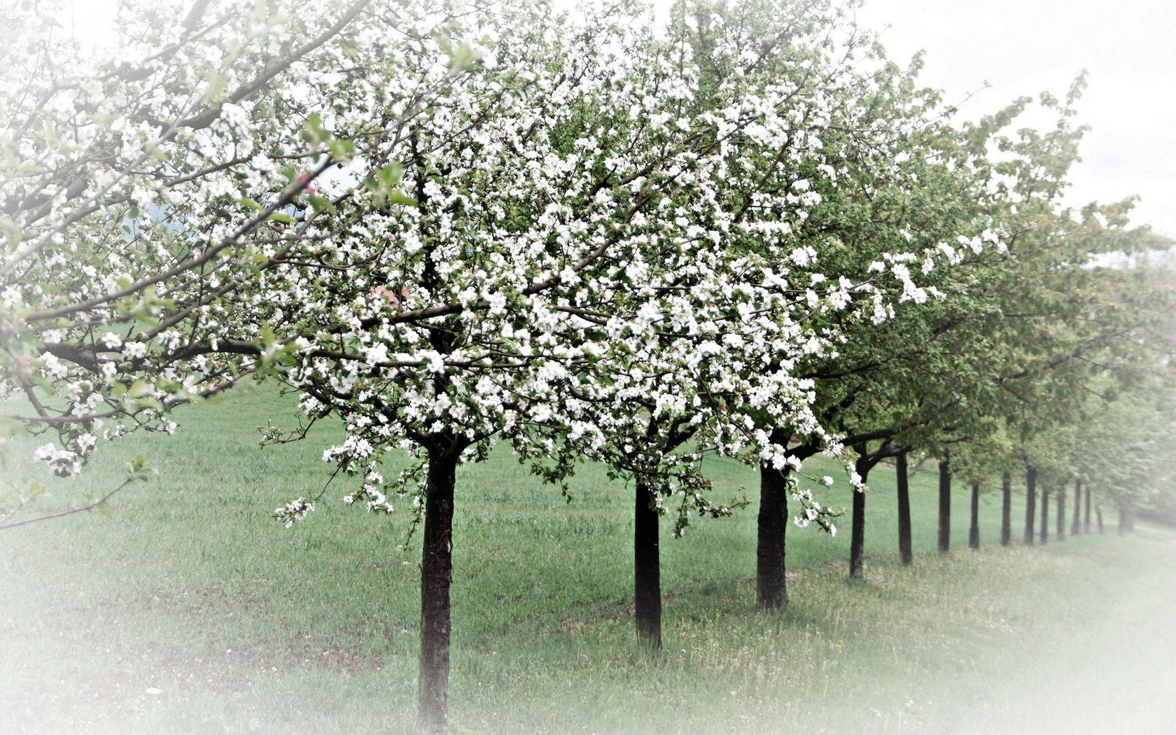 Spring Trees Picha ya Ukuta